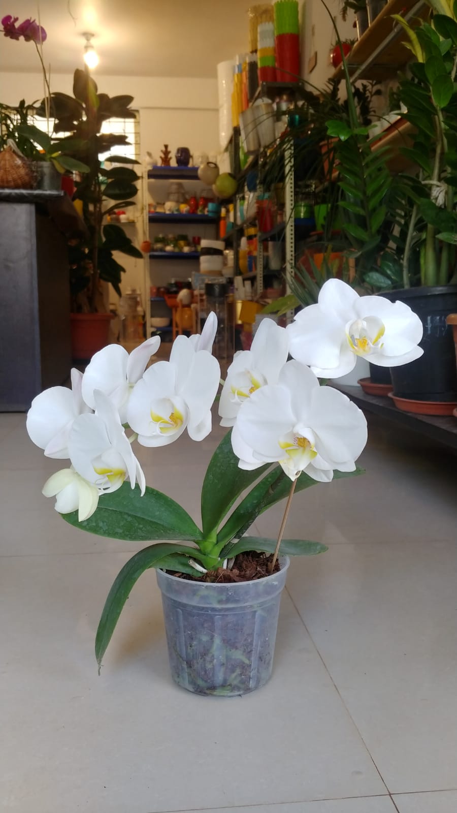 White Phalaenopsis Orchid