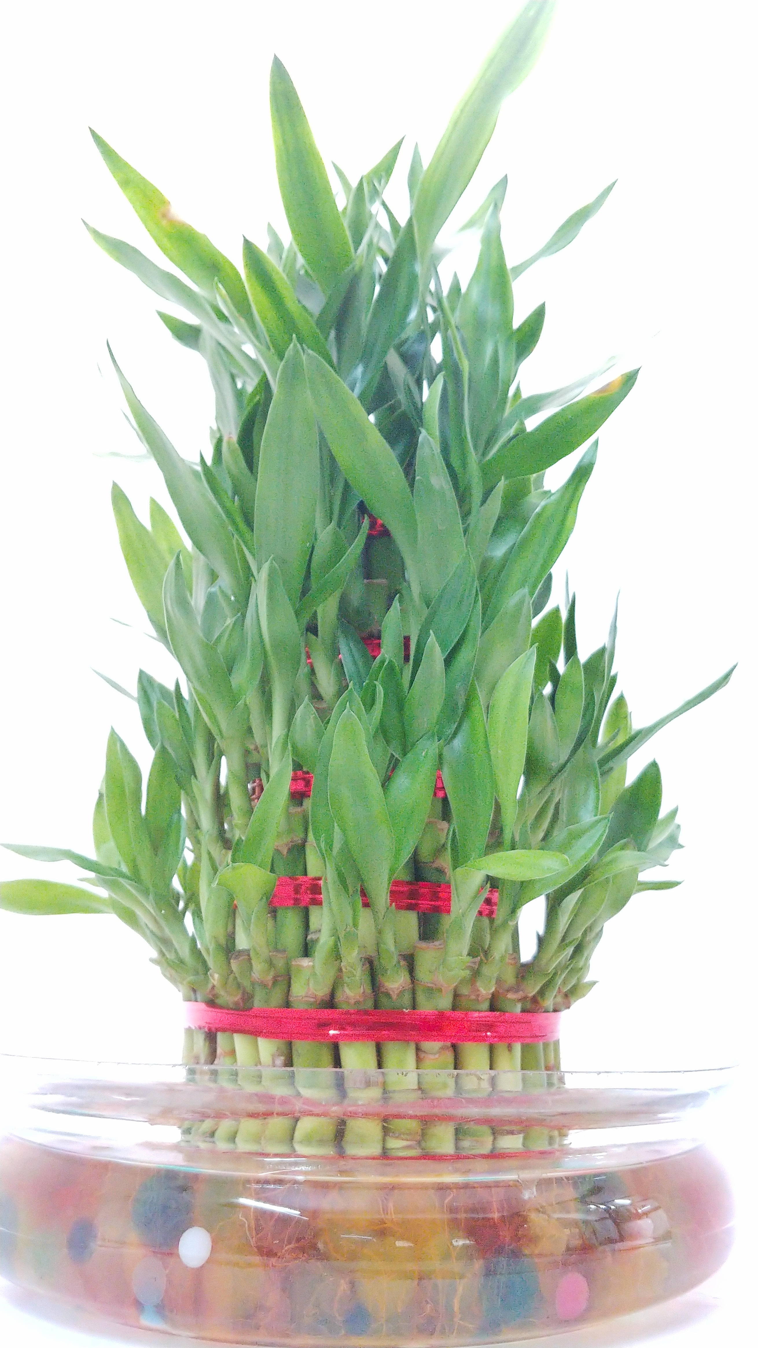 5 layer Lucky Bamboo