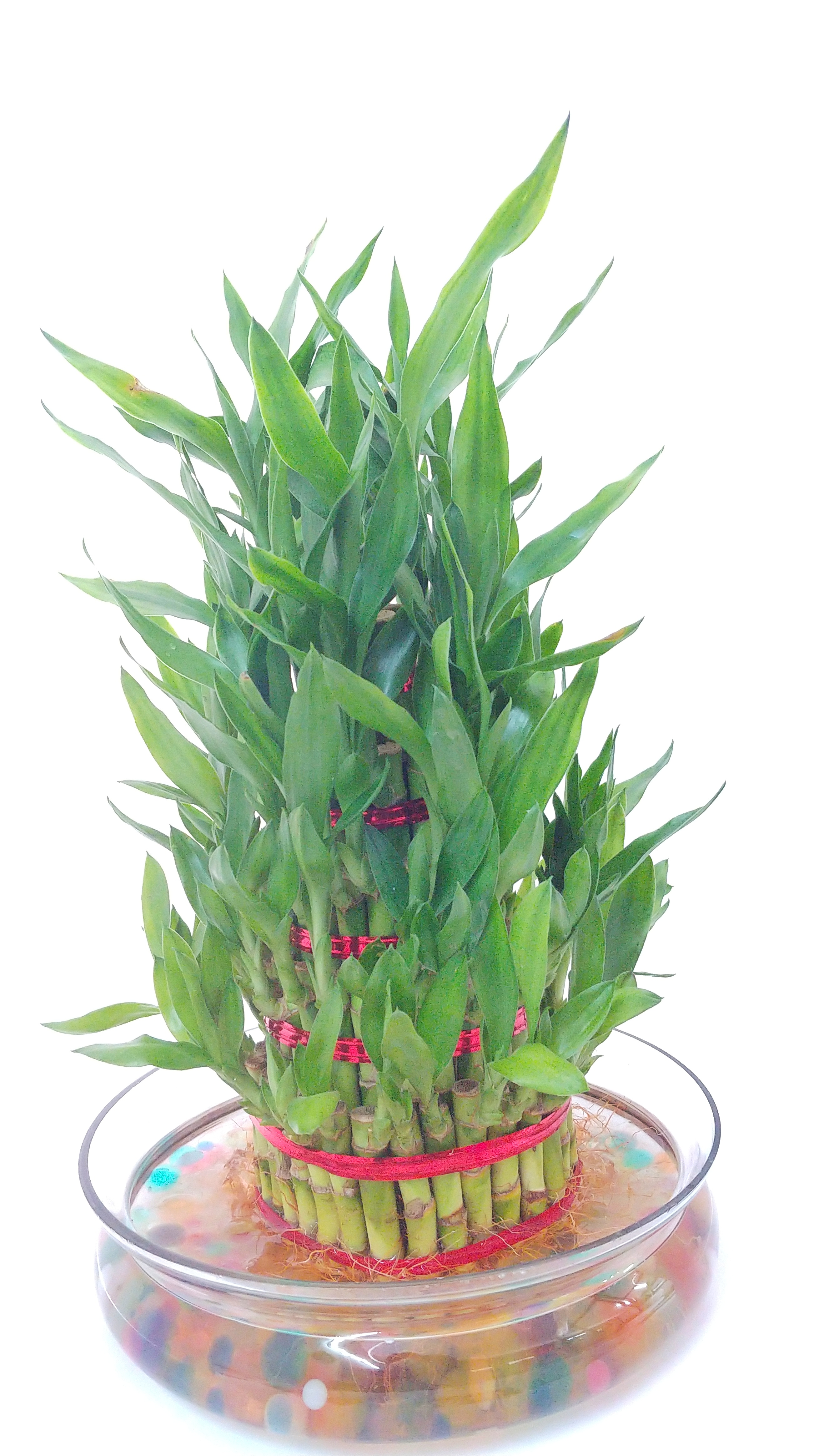 5 layer Lucky Bamboo