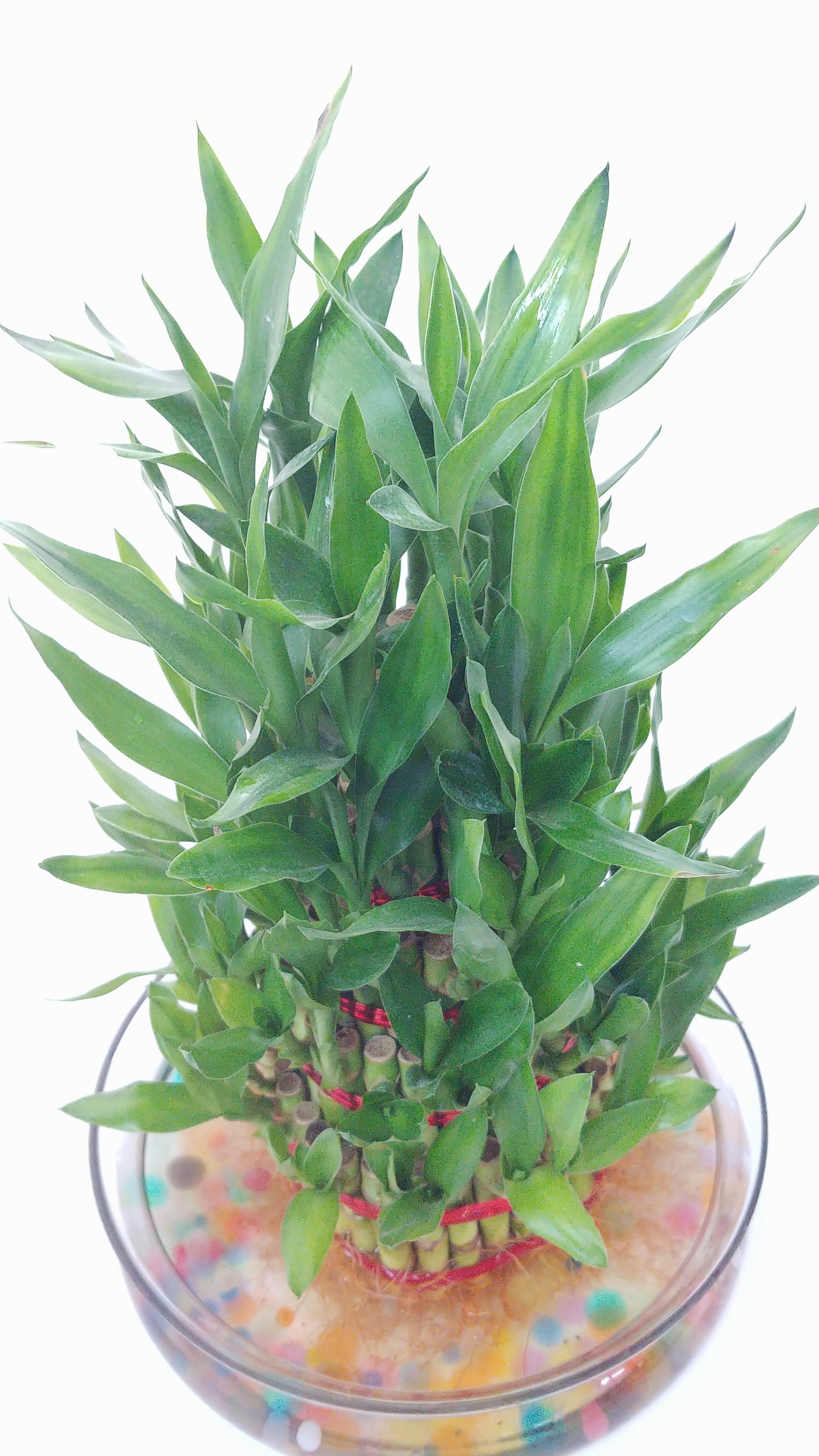 5 layer Lucky Bamboo