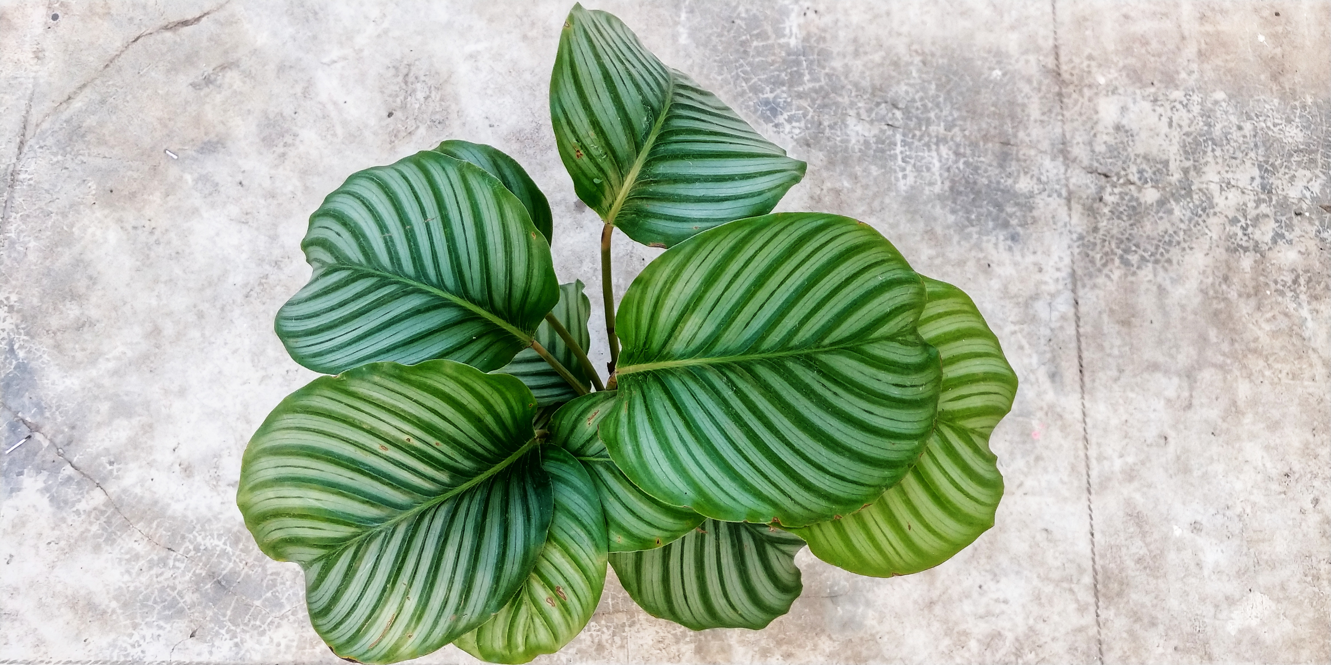 Calathea Orbifolia