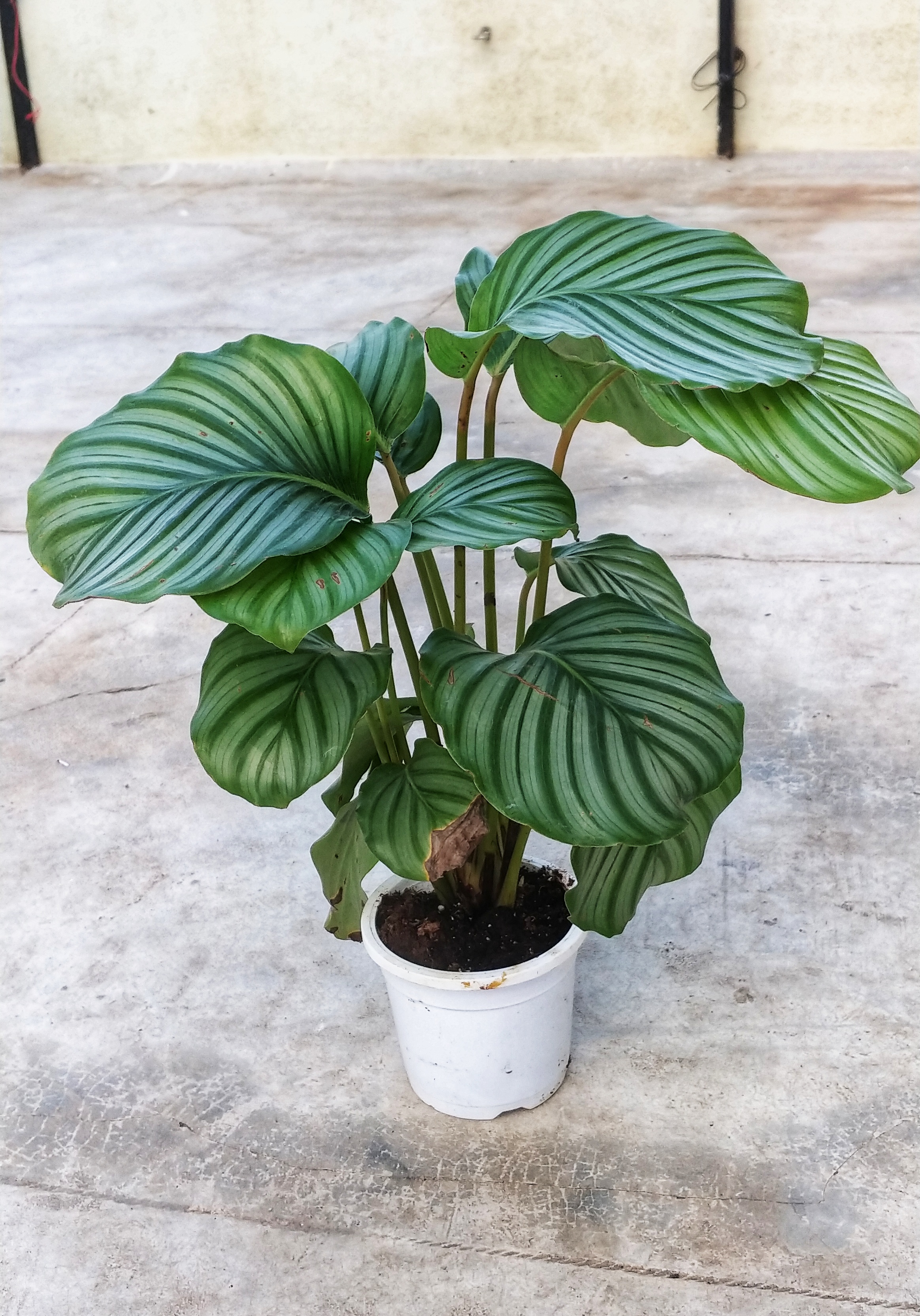 Calathea Orbifolia