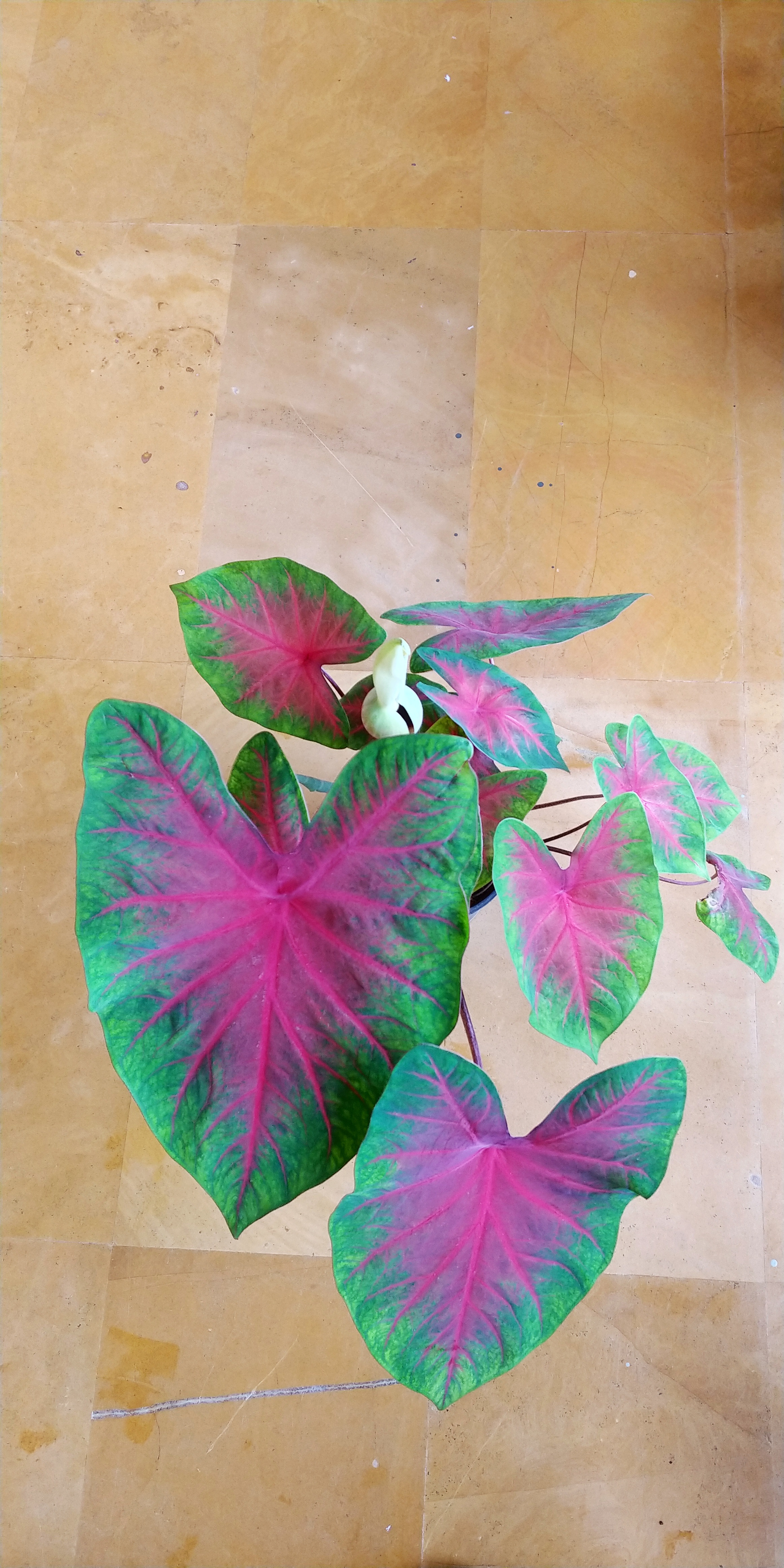 Caladium