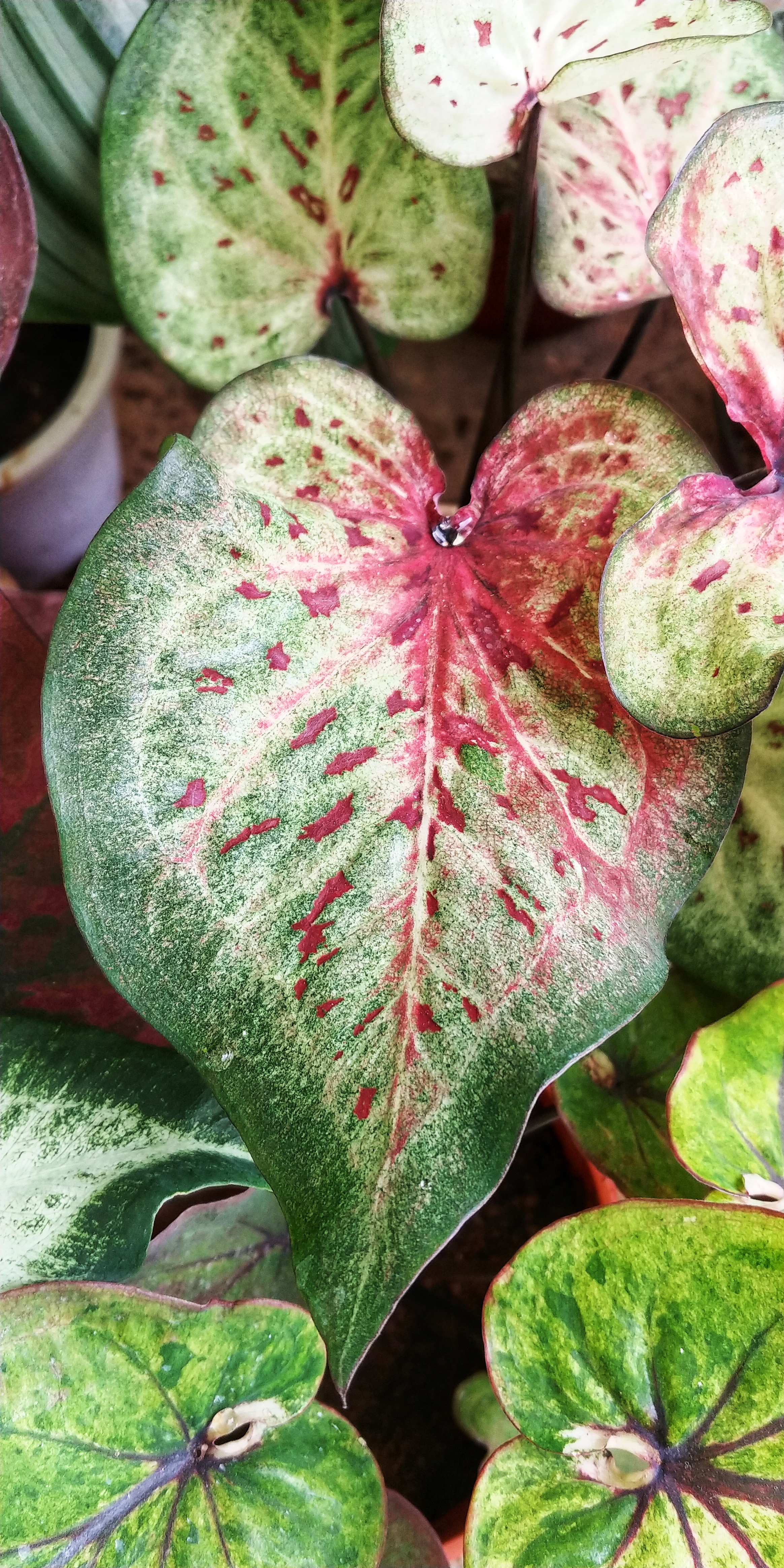 Caladium
