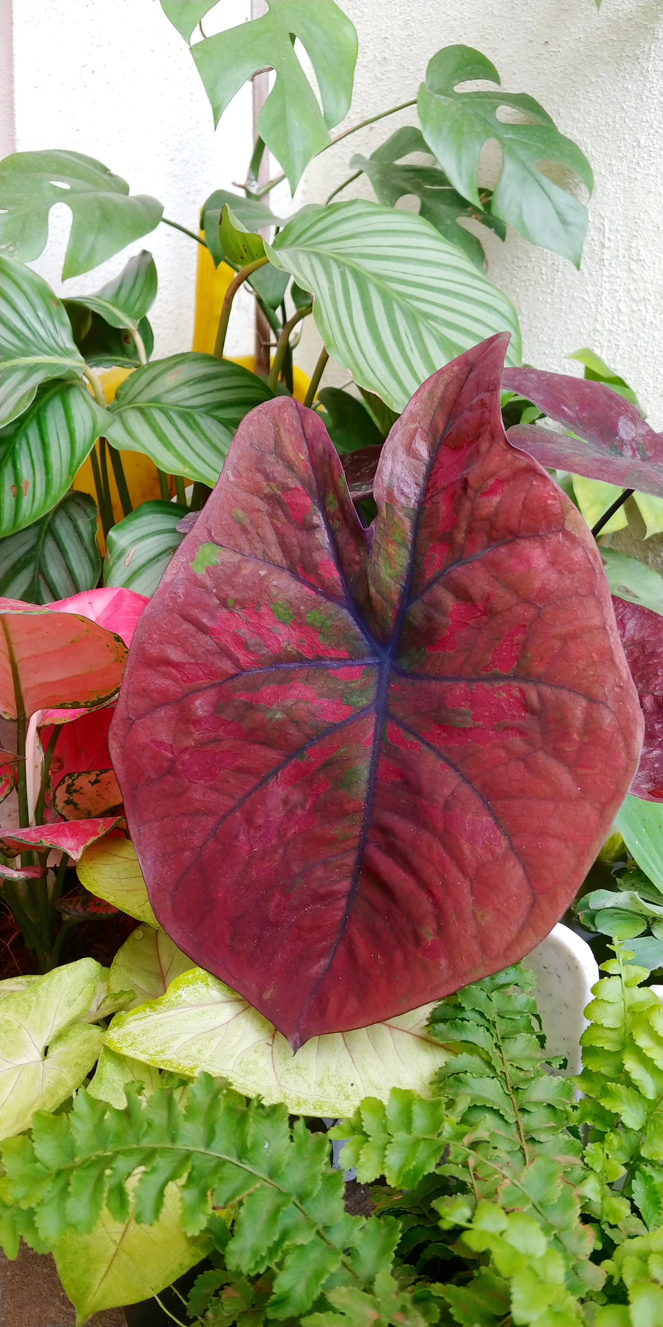 Caladium