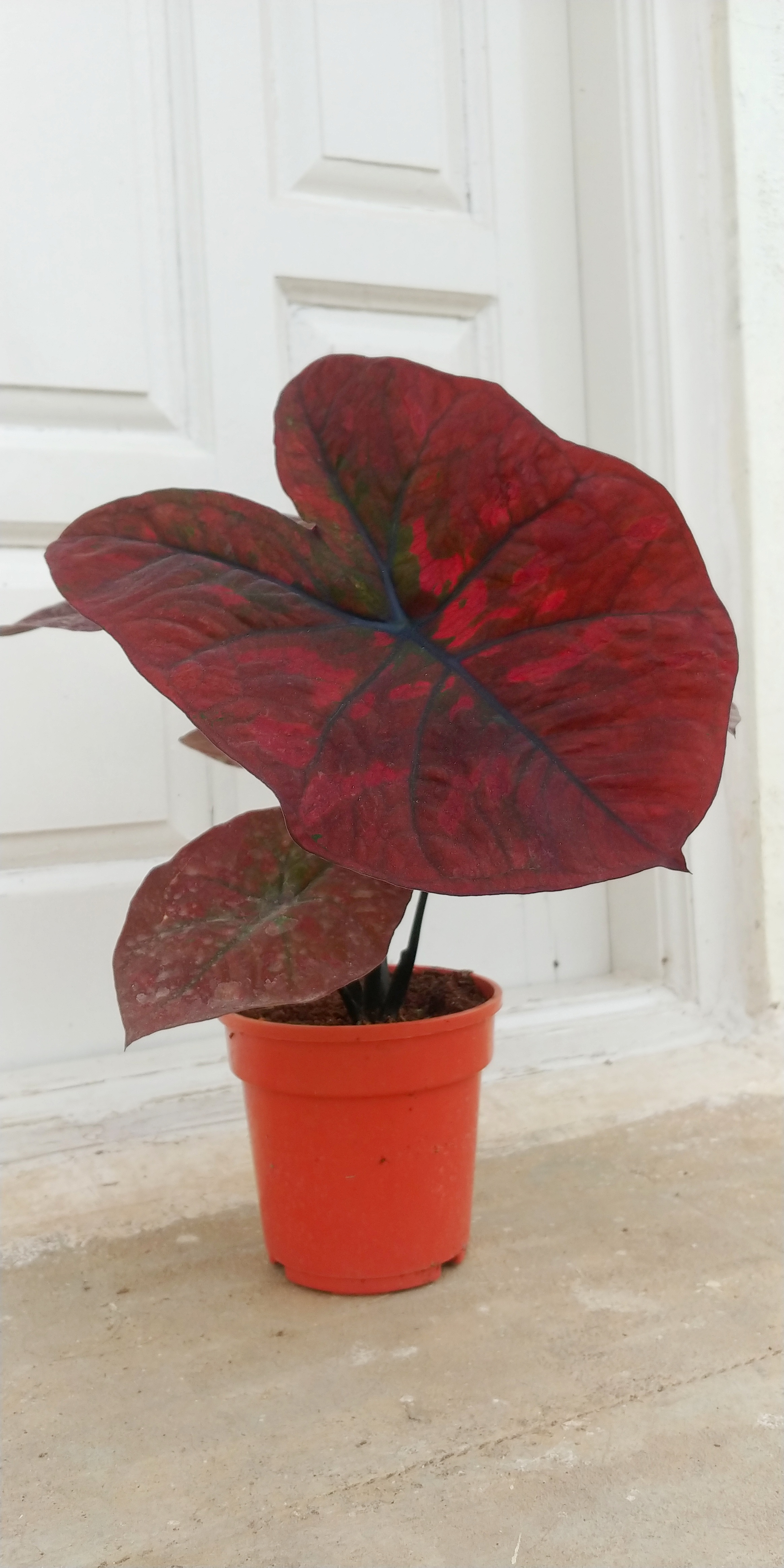 Caladium