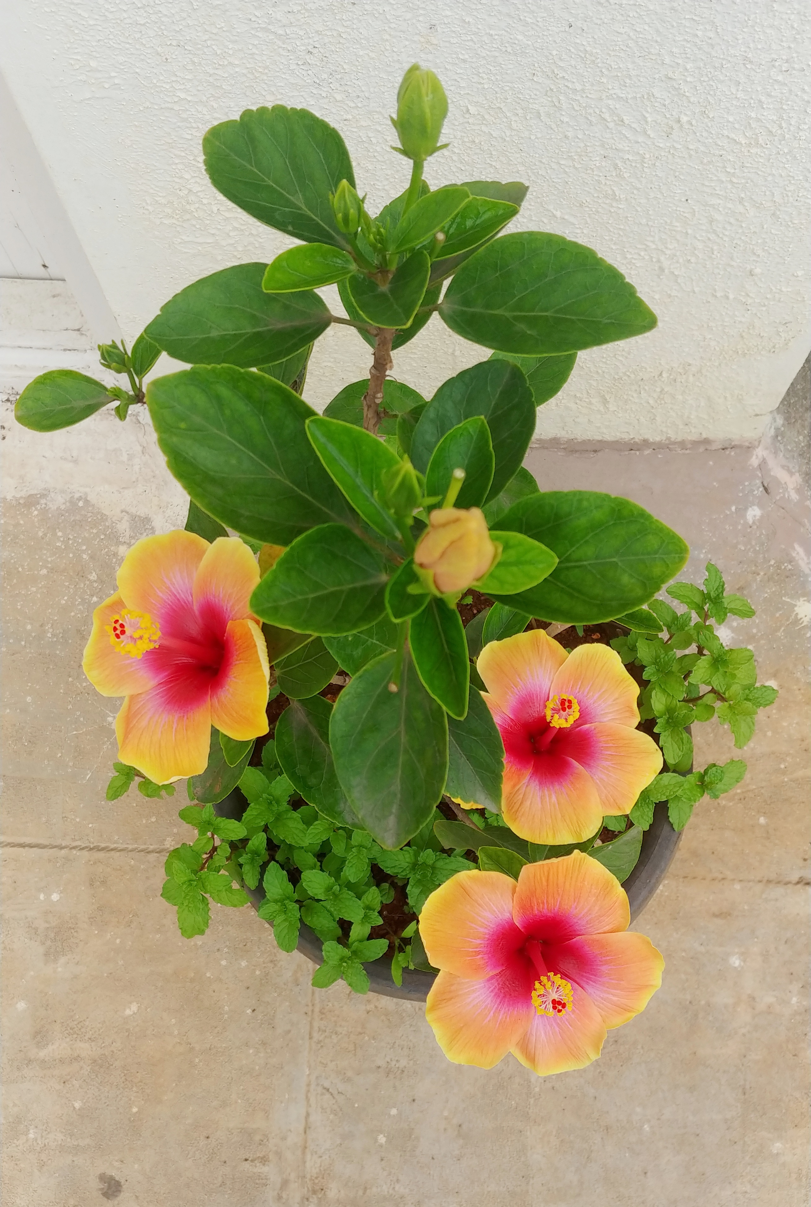 Hibiscus Yellow