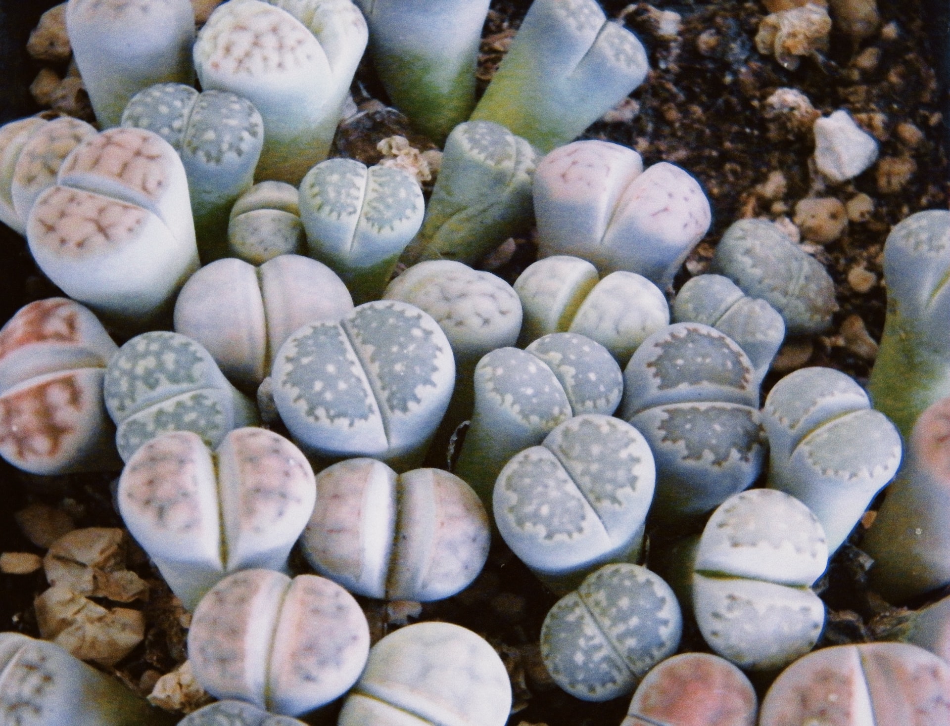 Lithops: set of 3