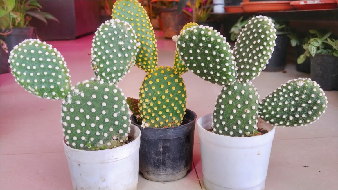 Bunny Cactus