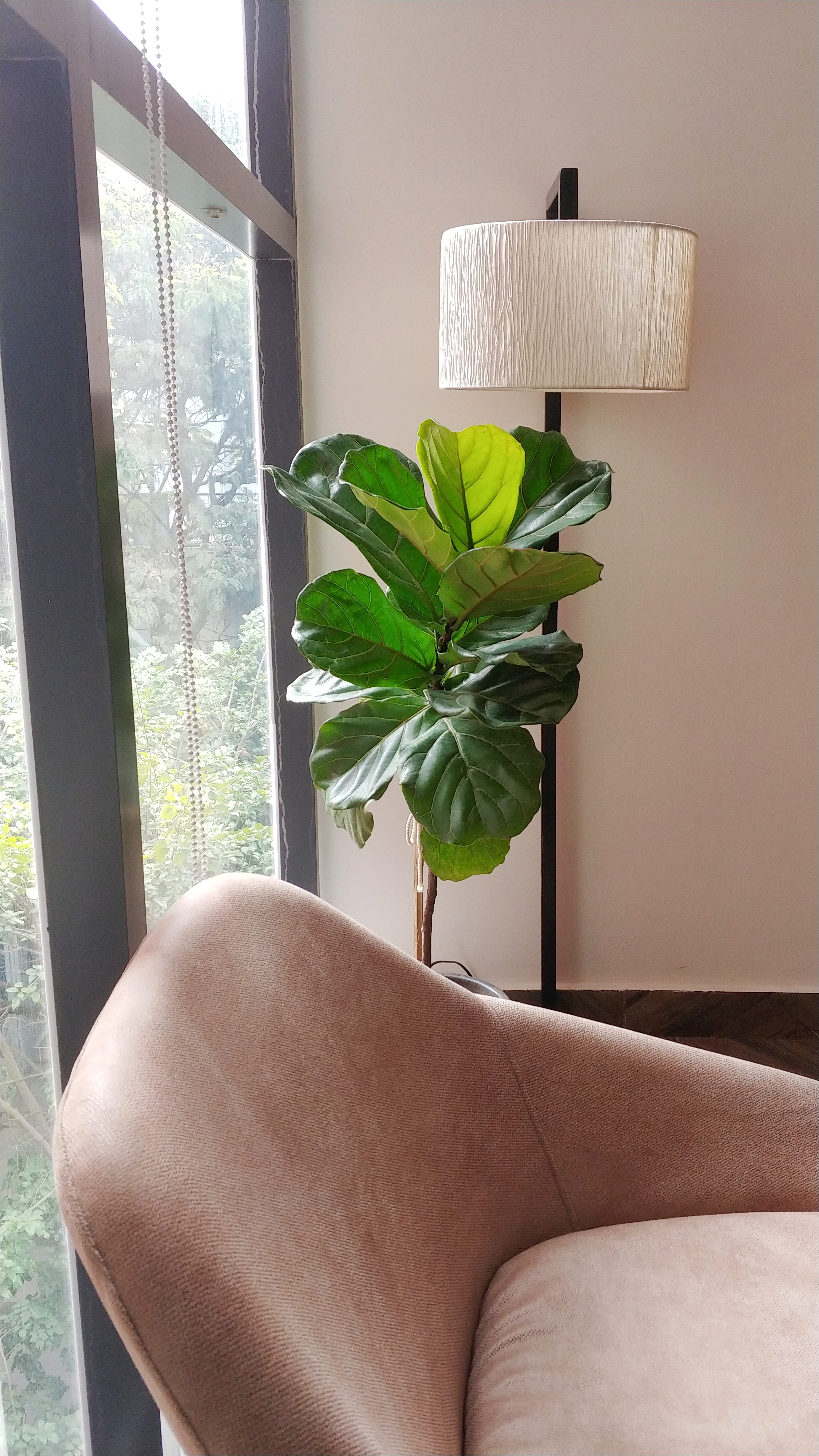 Fiddle Fig