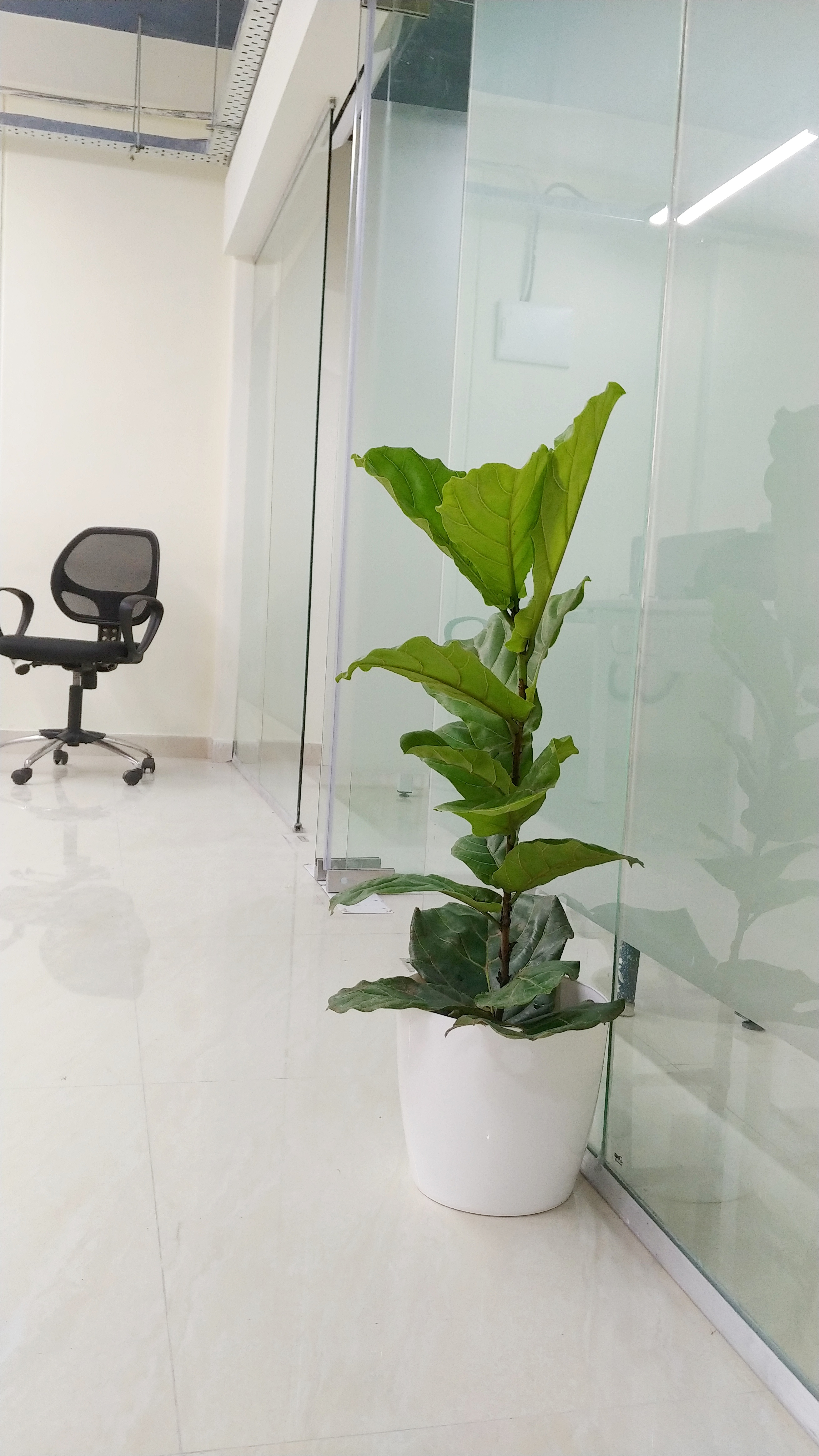 Fiddle Fig