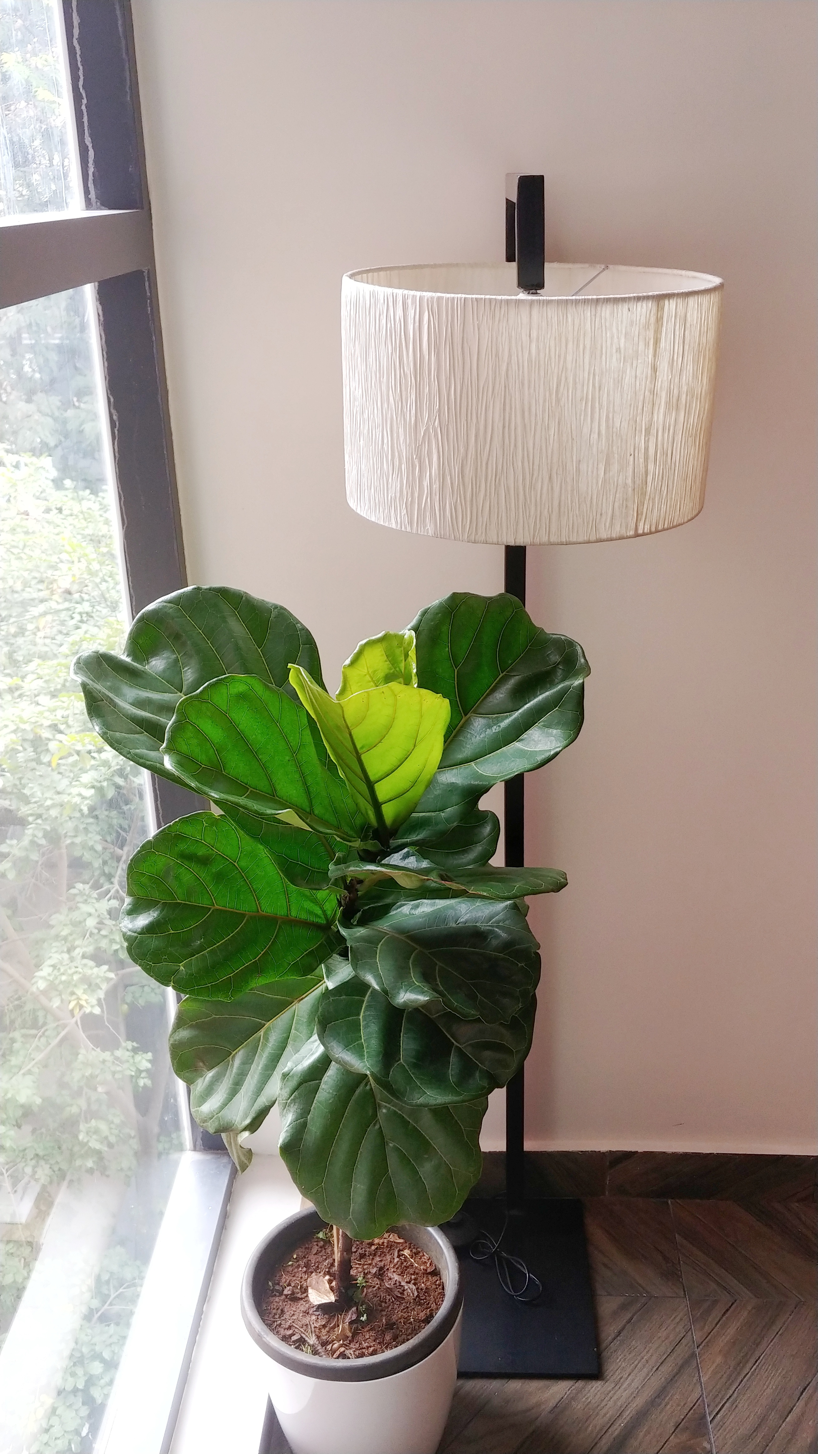 Fiddle Fig
