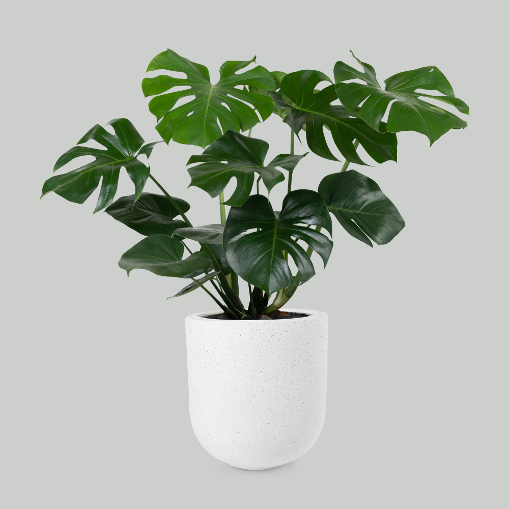 Monstera Medium
