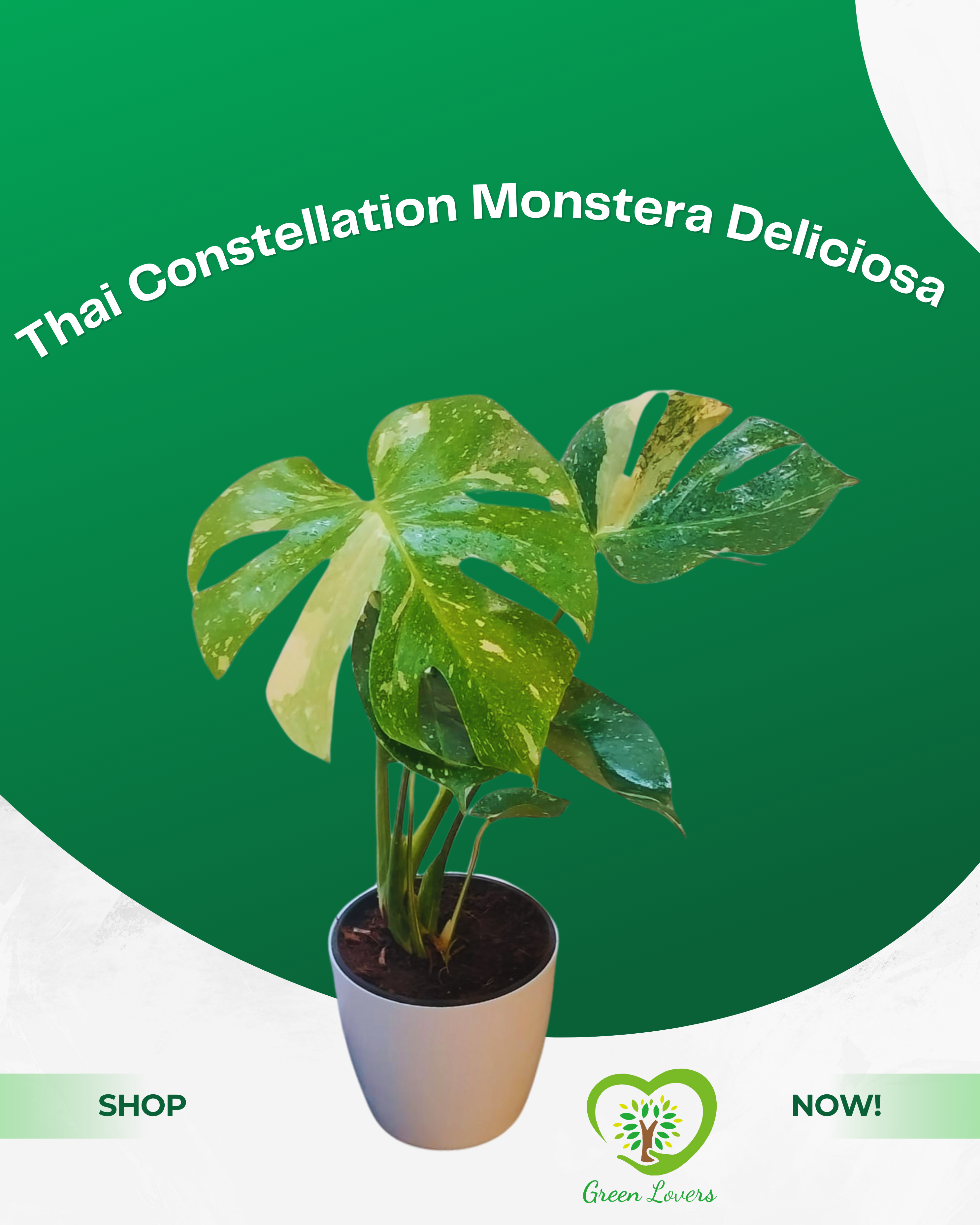Thai Constellation Monstera Deliciosa
