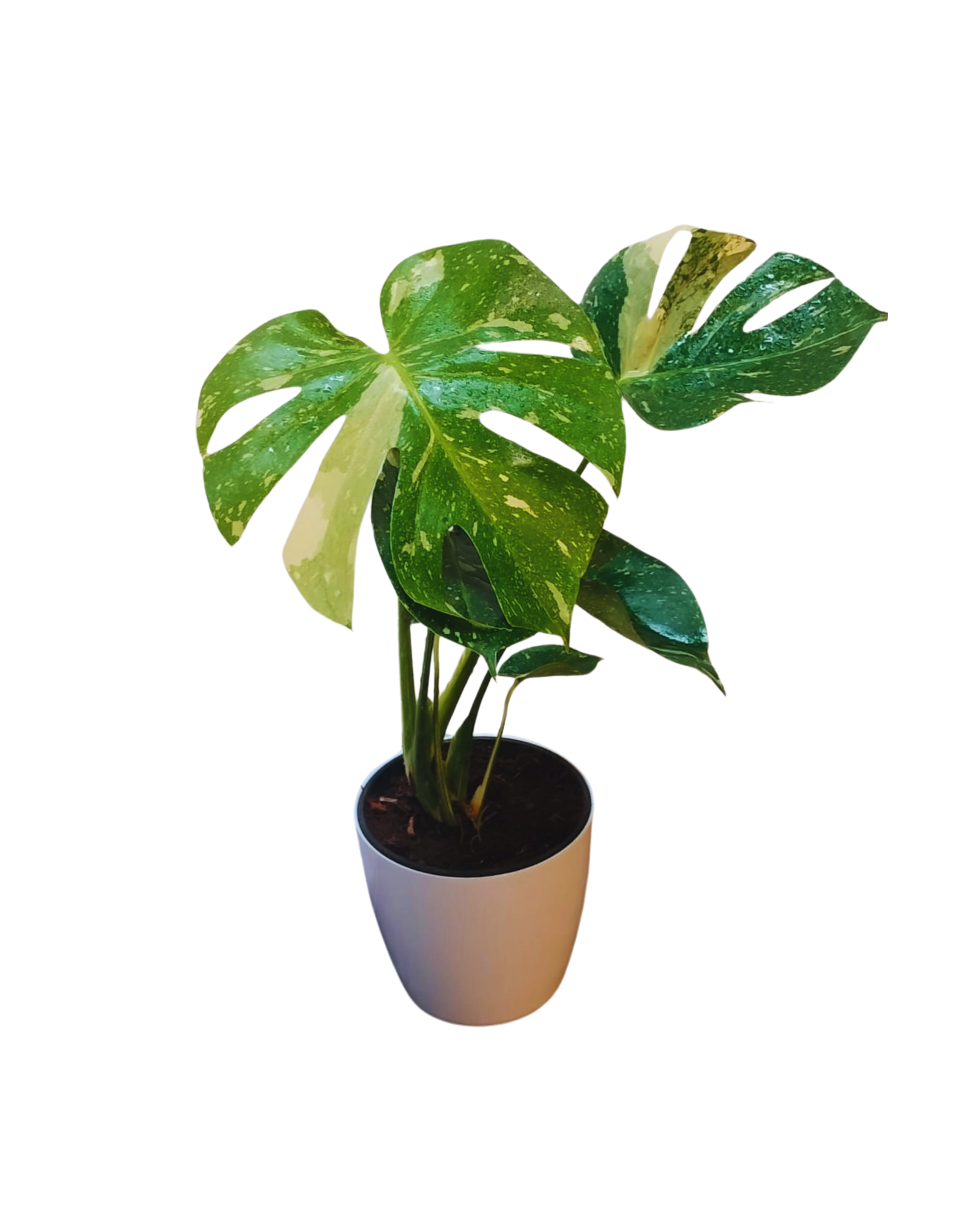 Thai Constellation Monstera Deliciosa