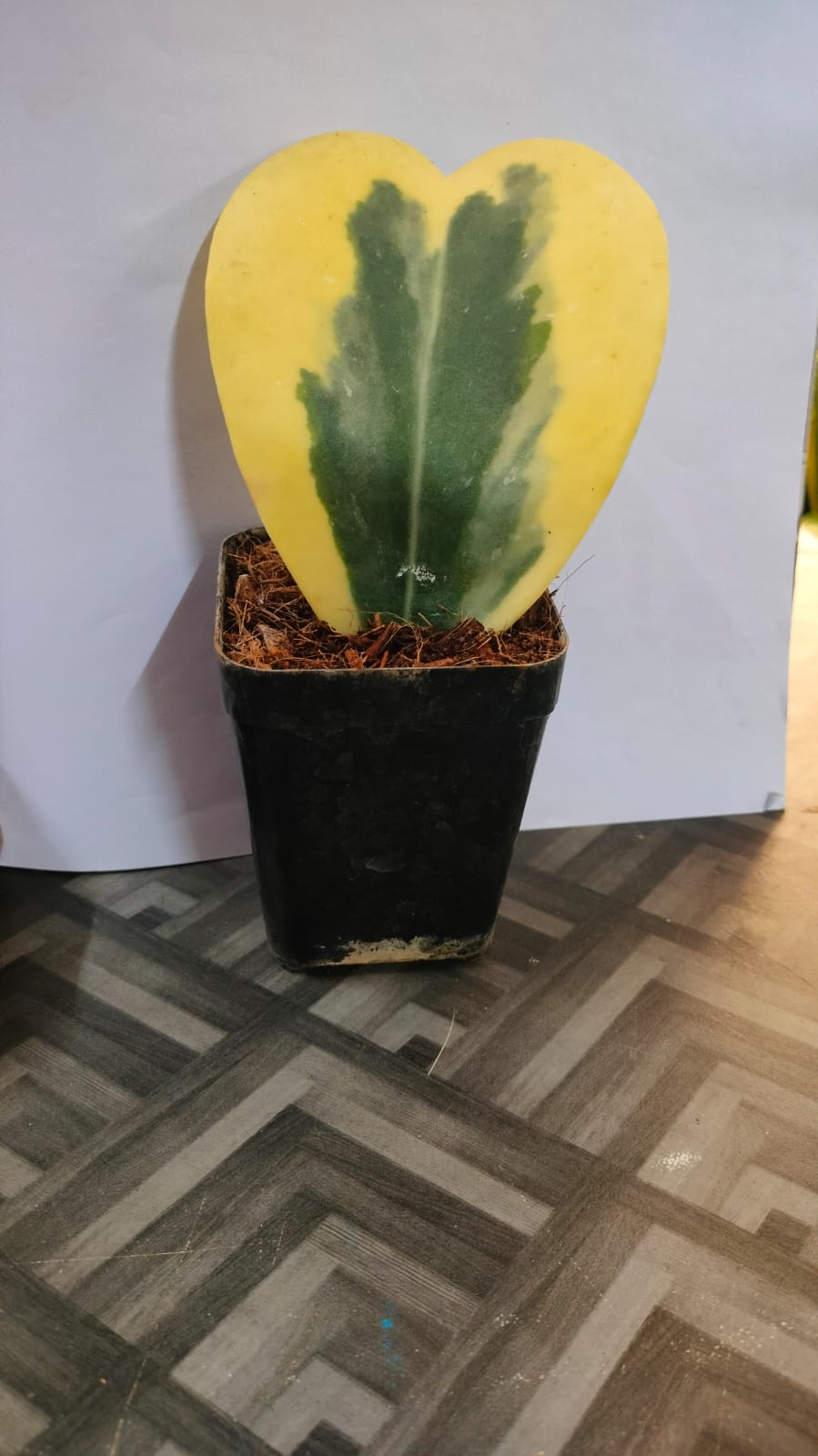 Hoya heart Variegated