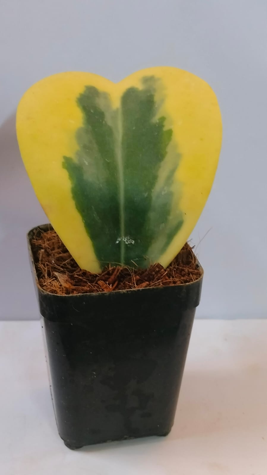 Hoya heart Variegated