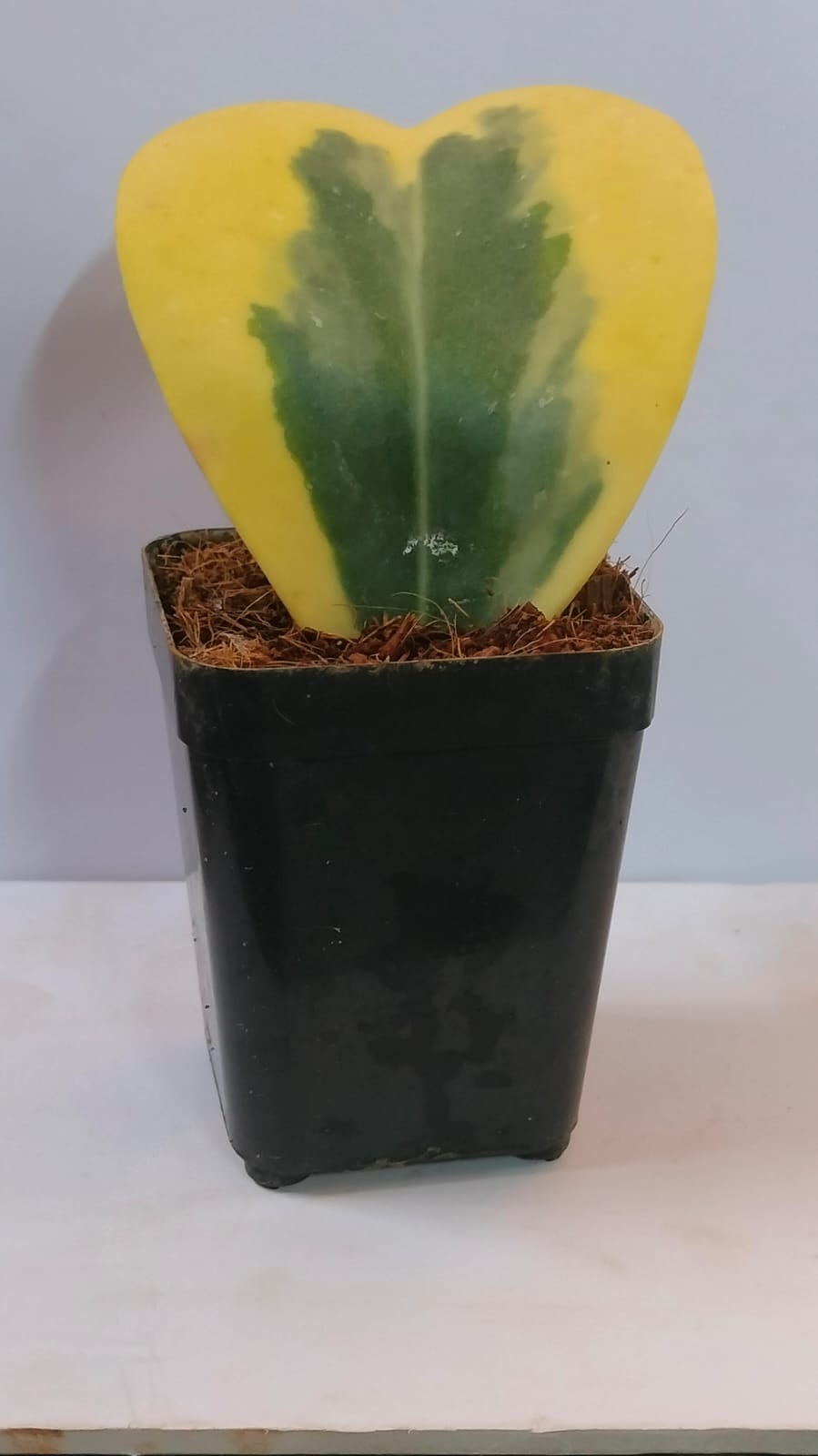 Hoya heart Variegated