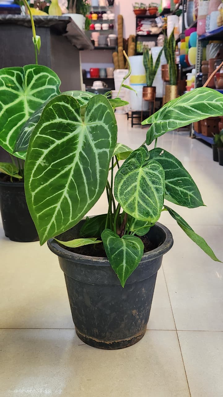 Anthurium Crystallinum