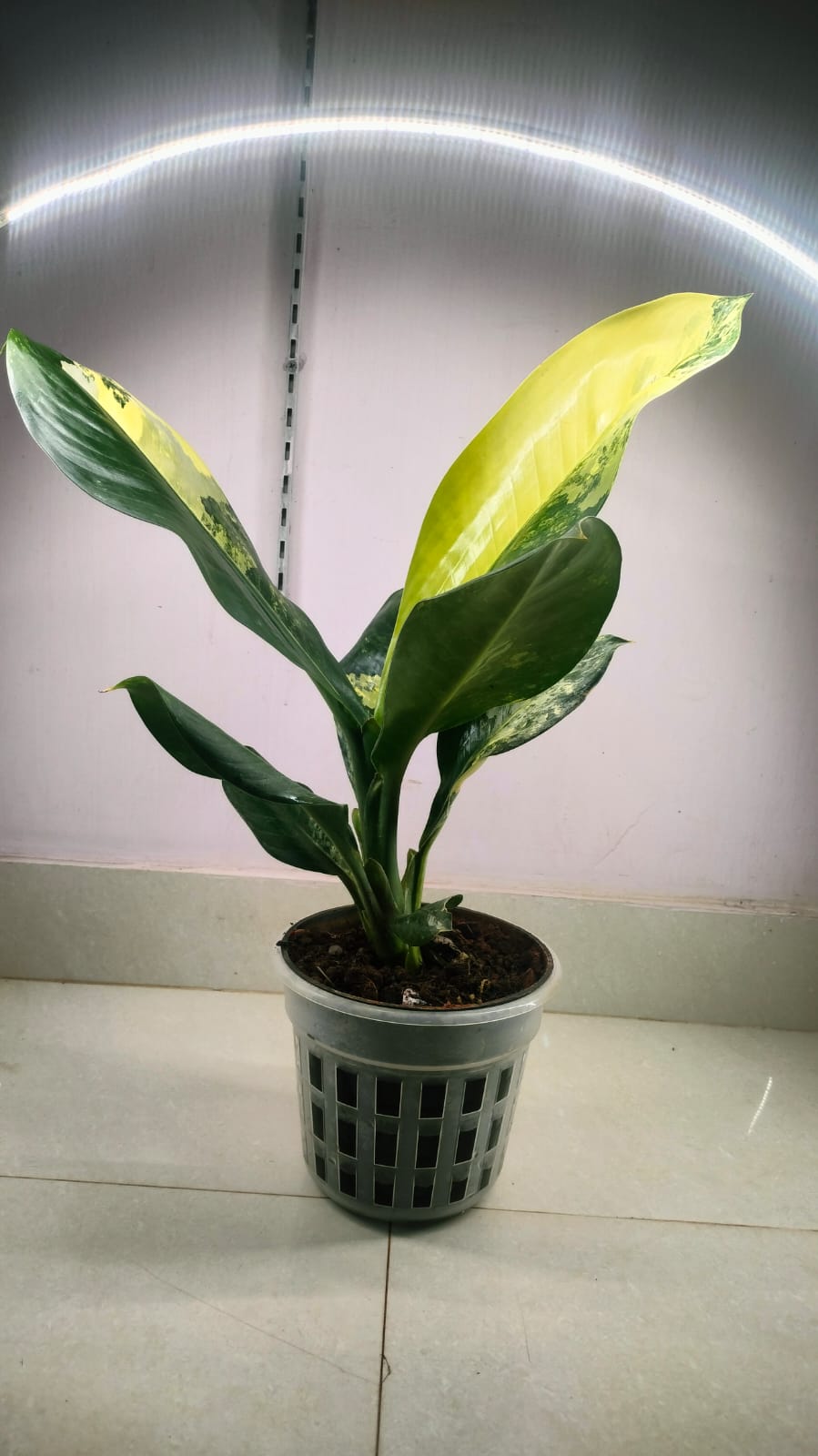 Dieffenbachia Big Ben variegated