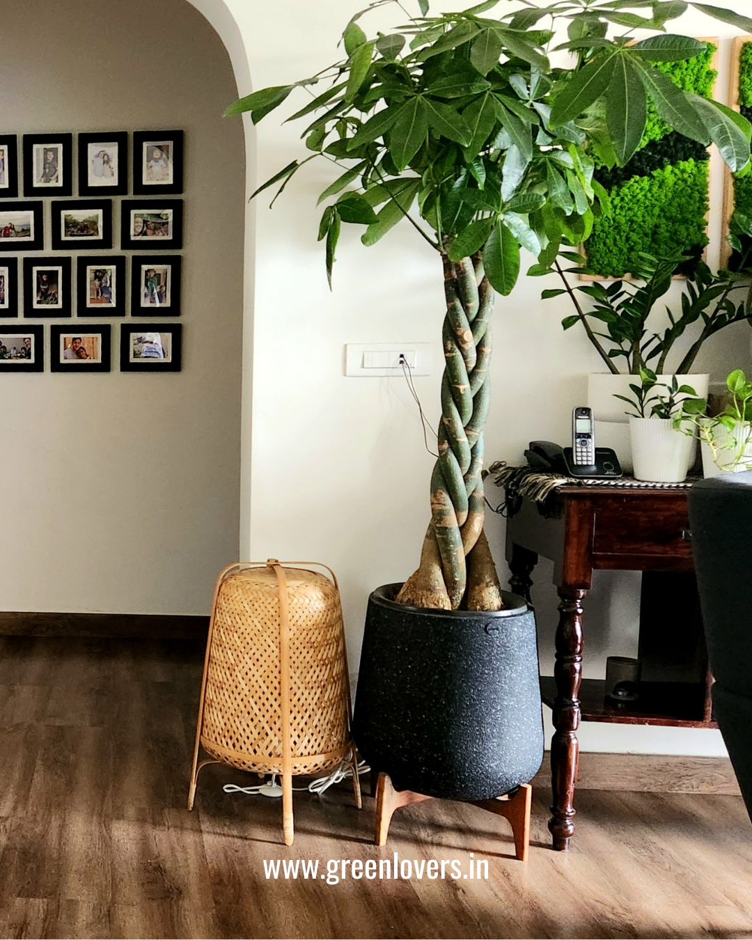 Pachira Money Plant
