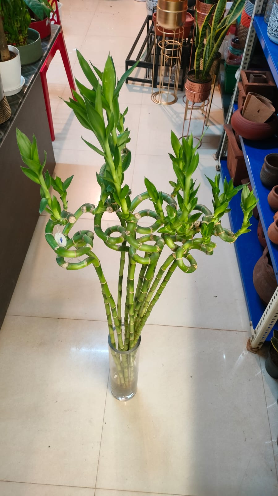 Spiral Bamboo