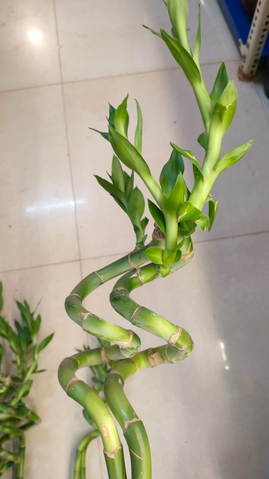 Spiral Bamboo