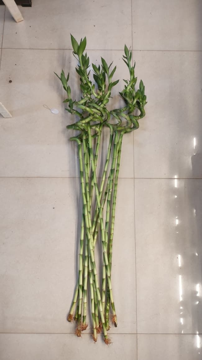 Spiral Bamboo