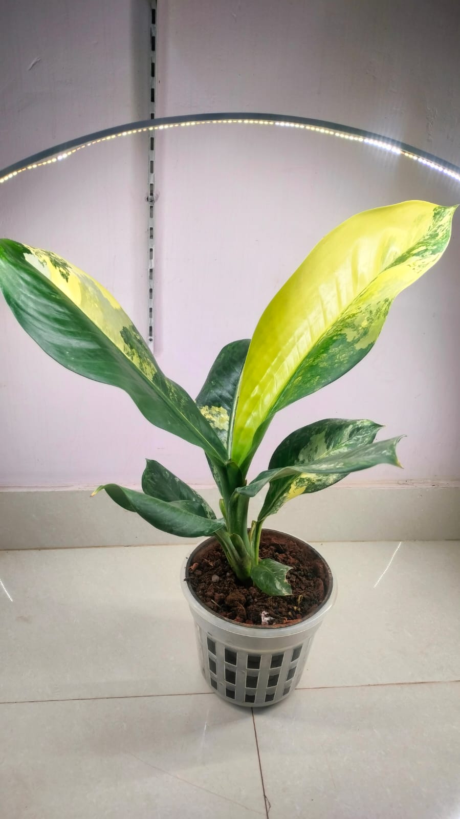 Dieffenbachia Big Ben variegated