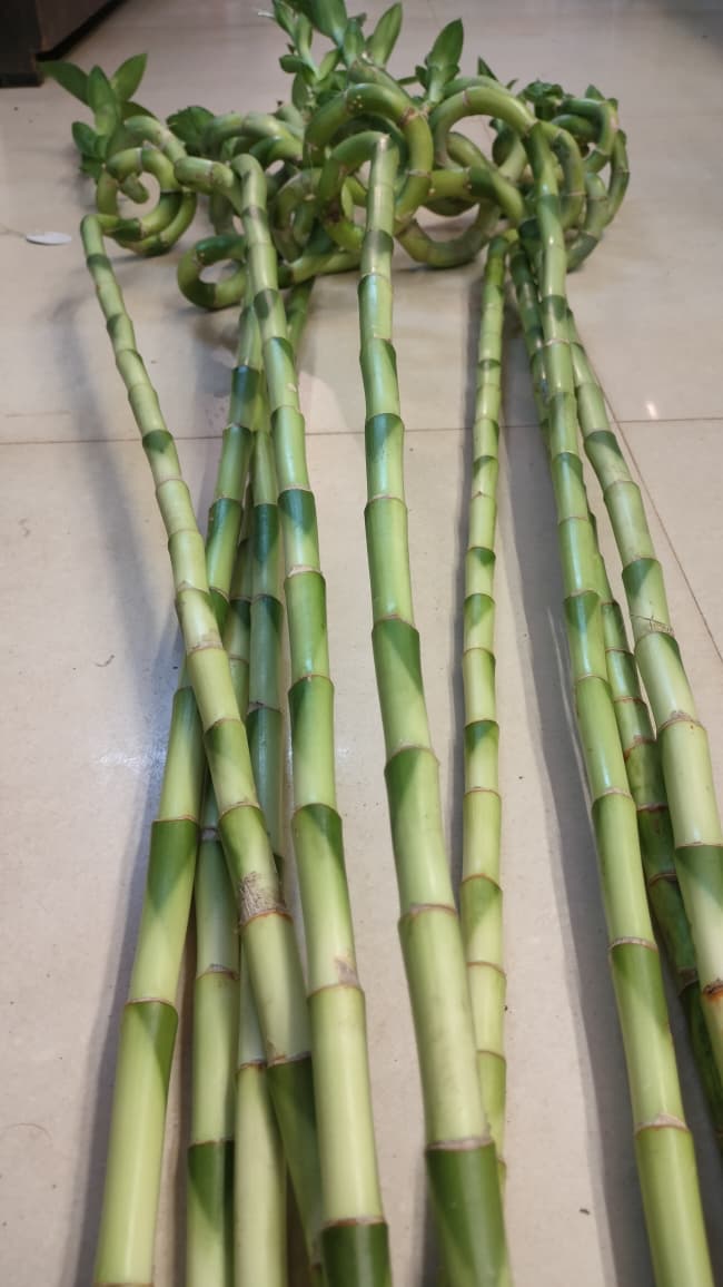 Spiral Bamboo