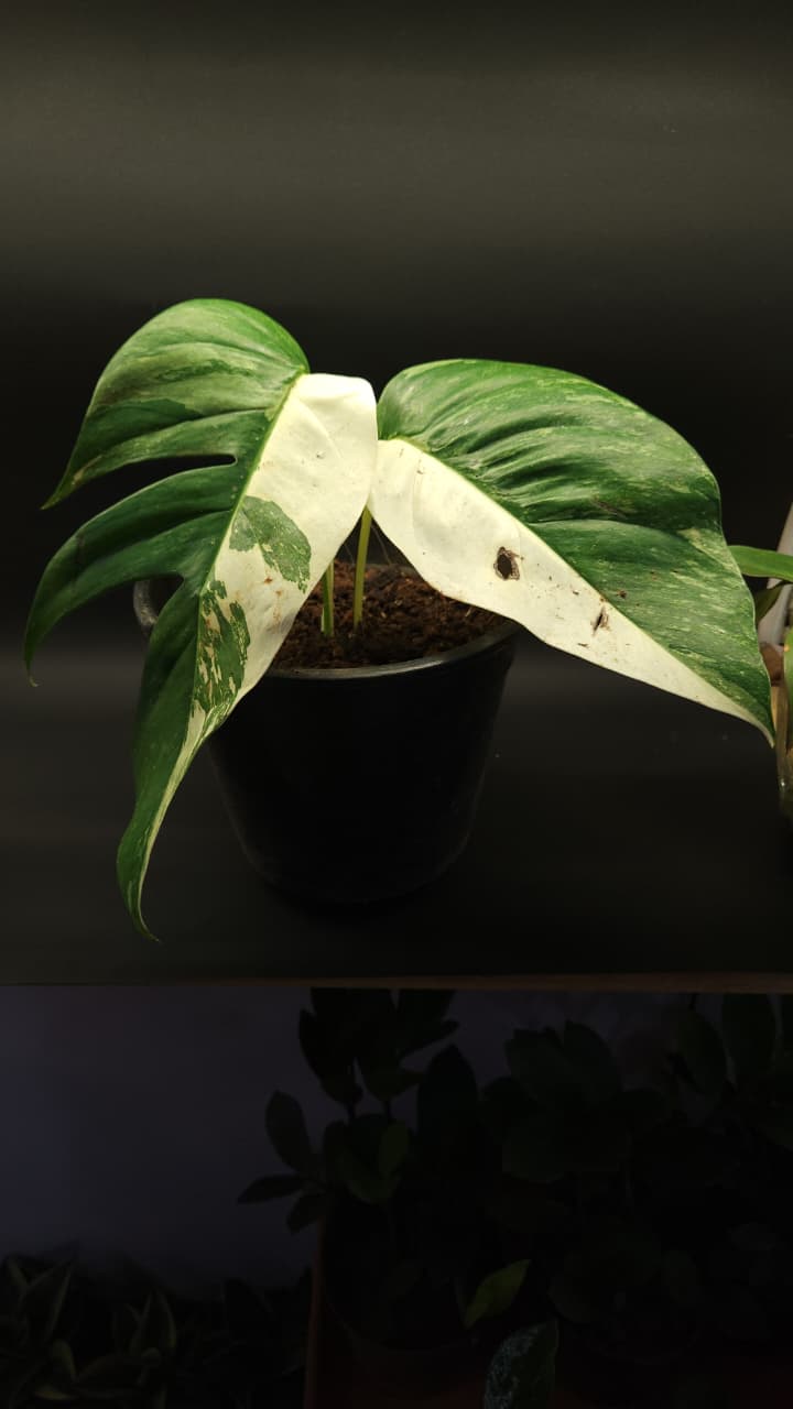 Epipremnum Pinnatum Albo Monstera