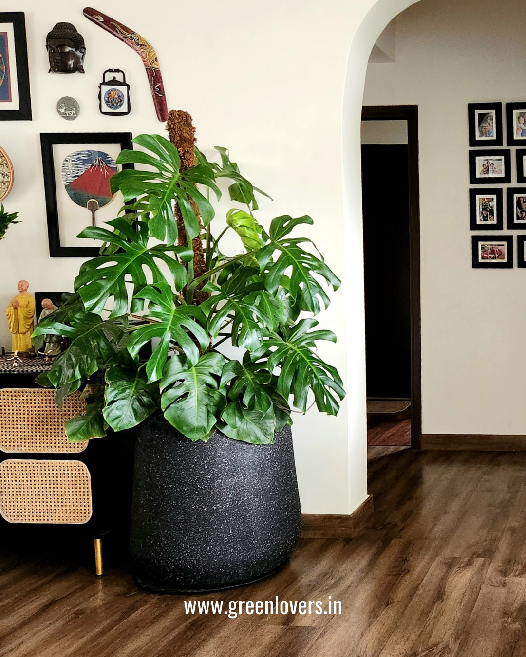 Monstera Plant 5 Ft