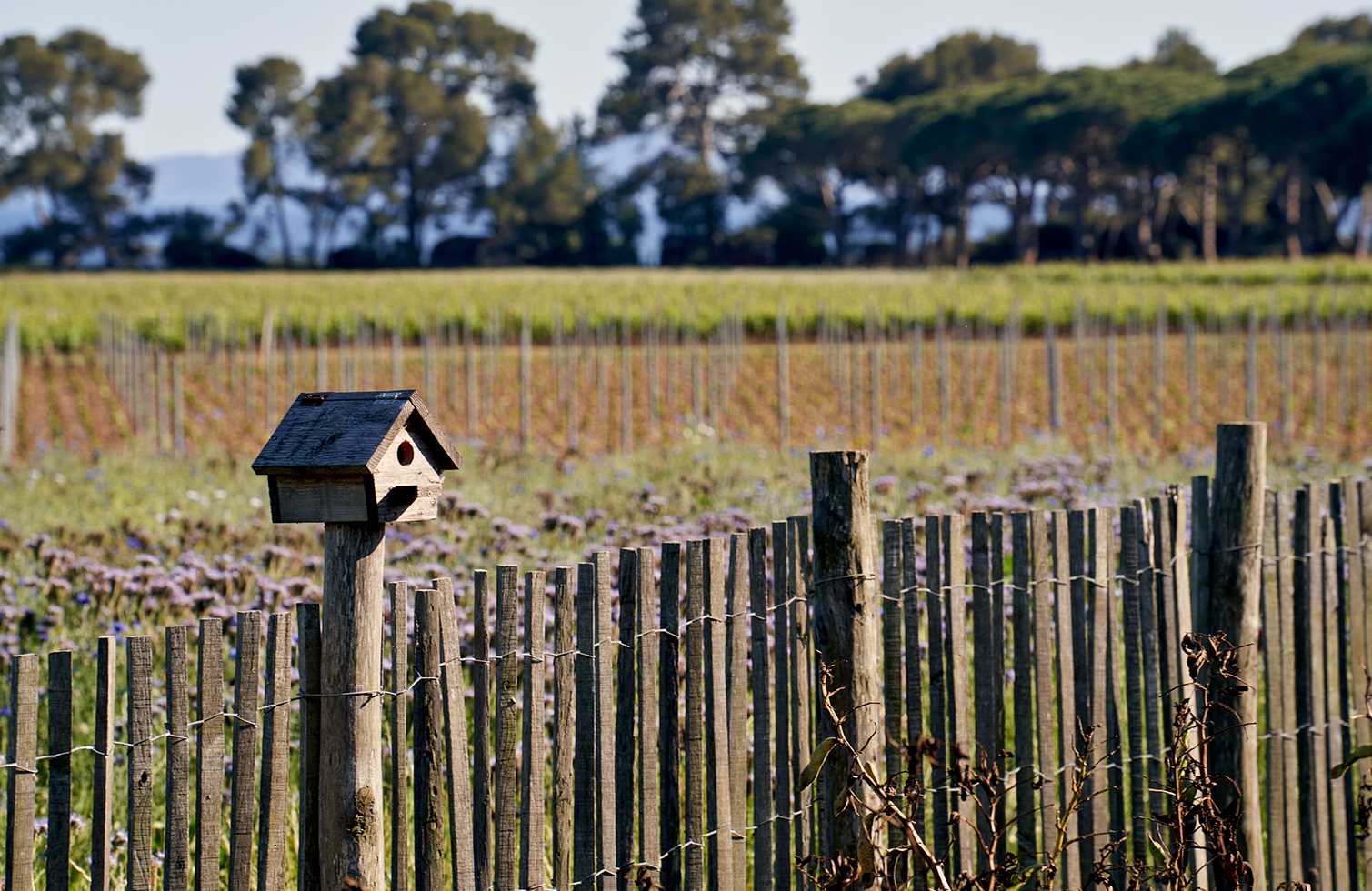Expérience Œnologique Privée dans un Château de Provence 🍷🌿