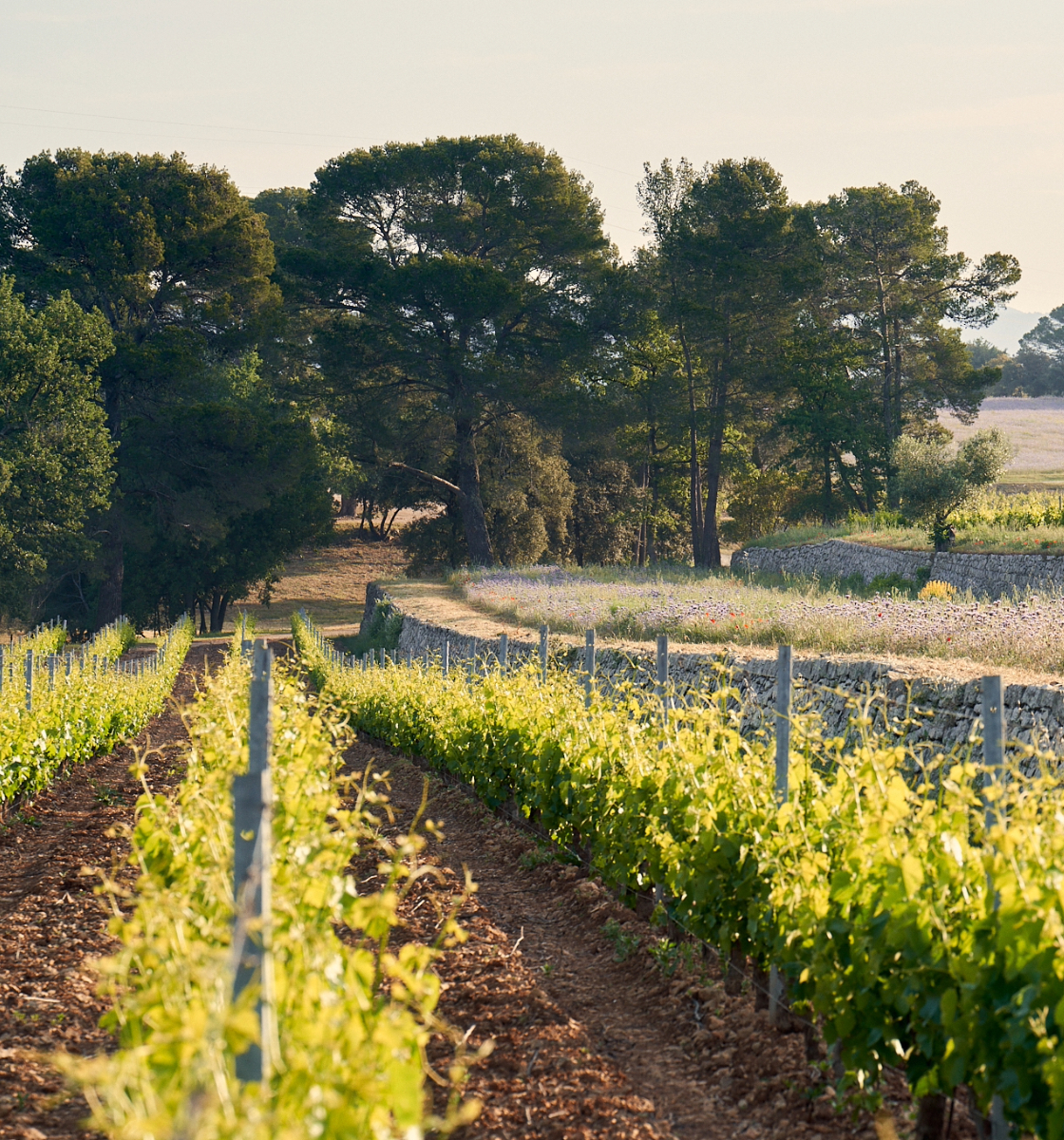 Expérience Œnologique Privée dans un Château de Provence 🍷🌿