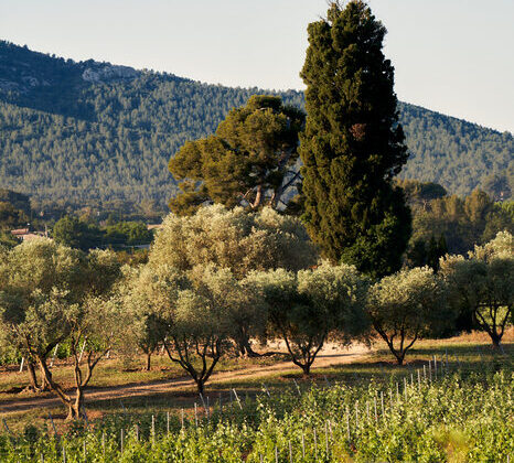 Expérience Œnologique Privée dans un Château de Provence 🍷🌿