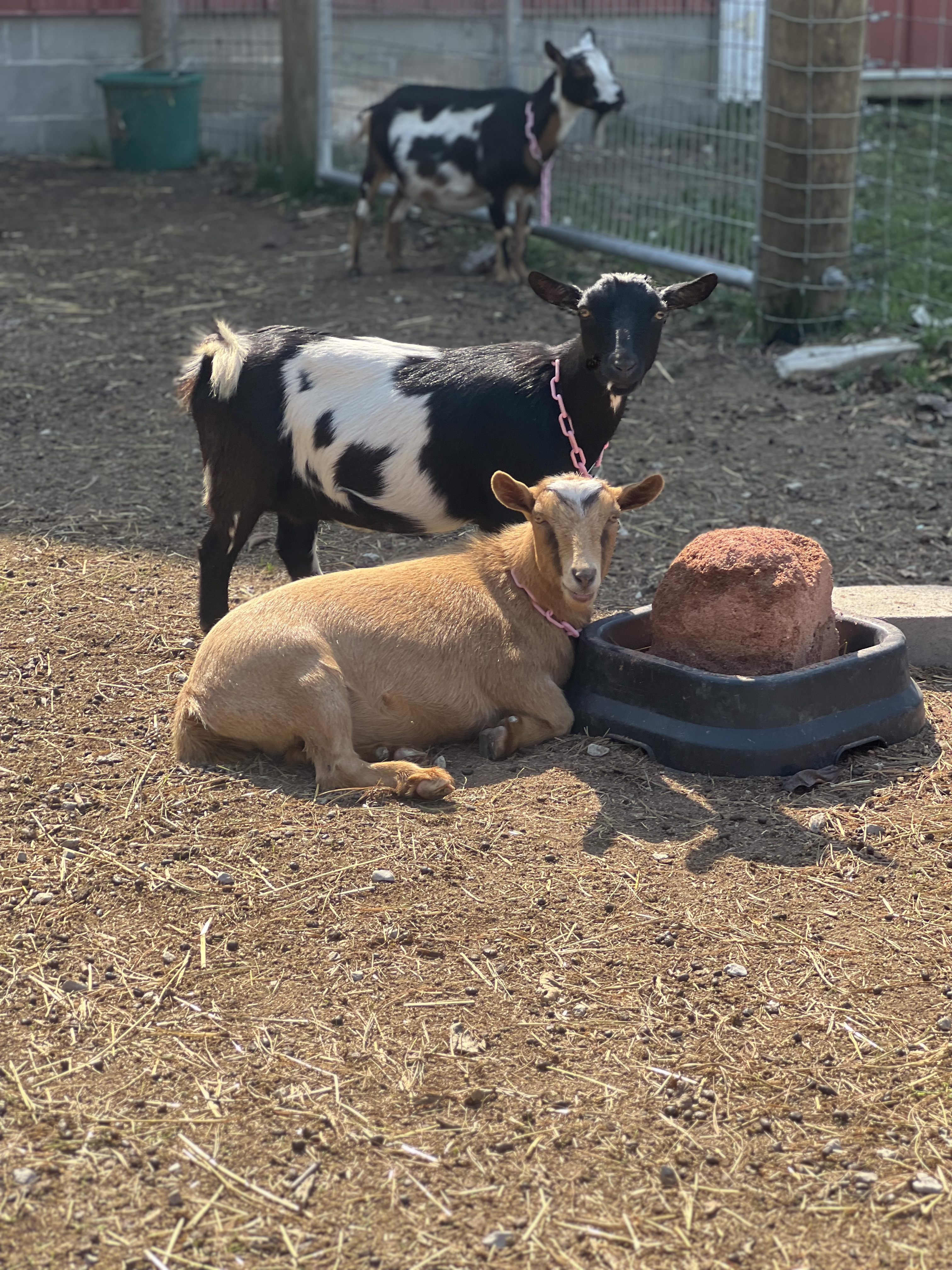 2025 ADGA Nigerian Dwarf Kids 