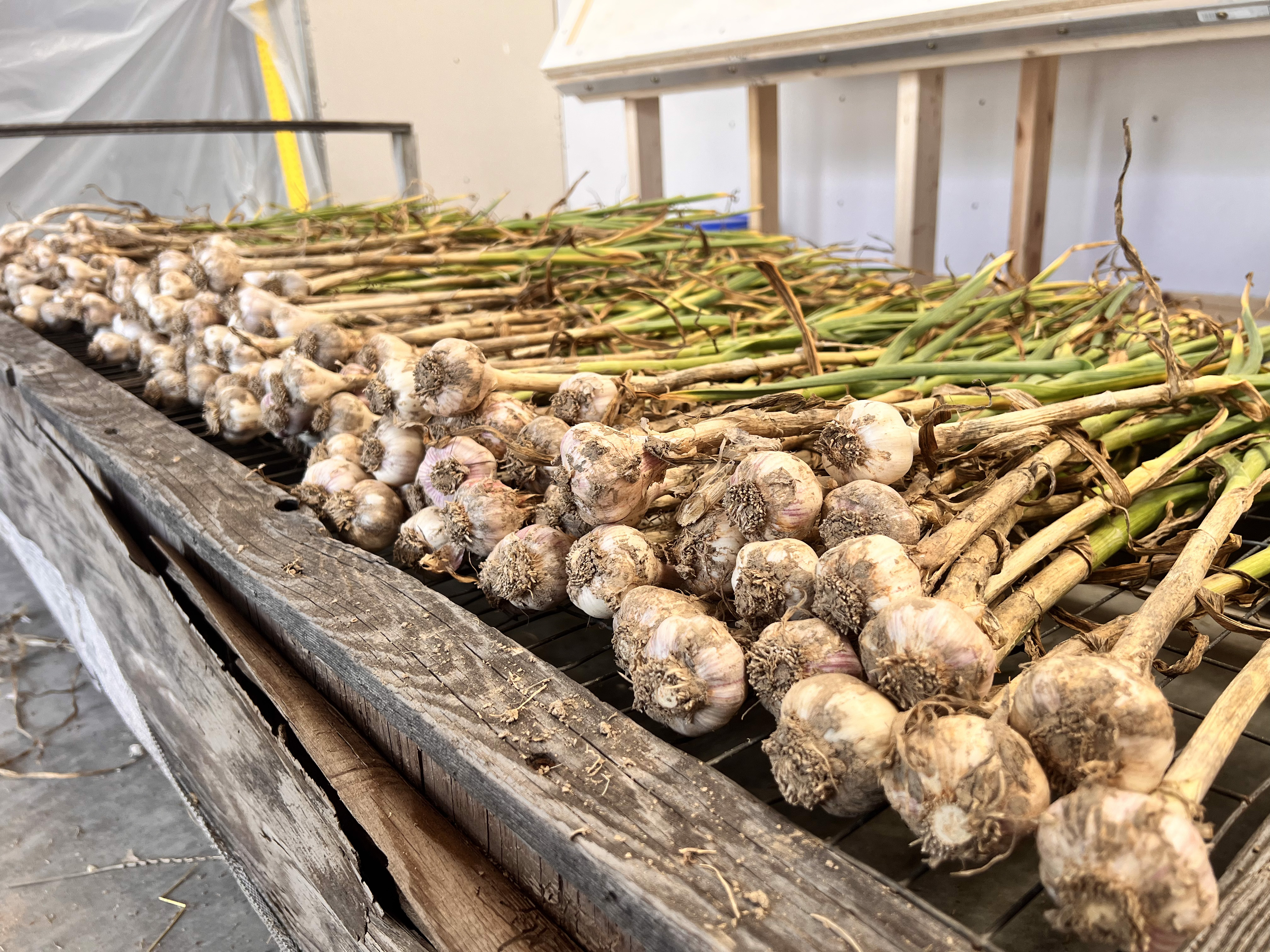 Chesnok Red Garlic | ½ lb