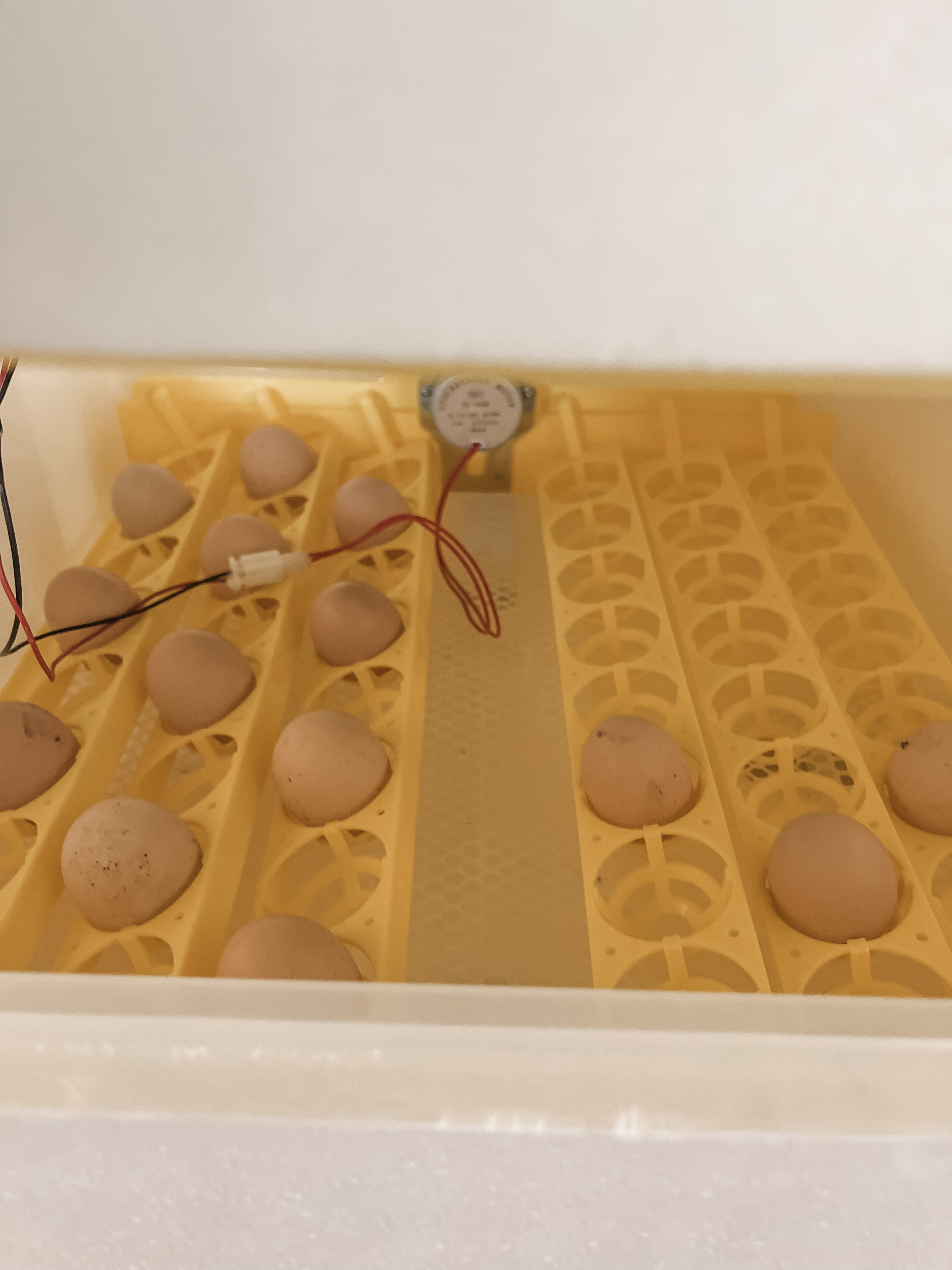 Salmon Faverolles Hatching Eggs | One Dozen