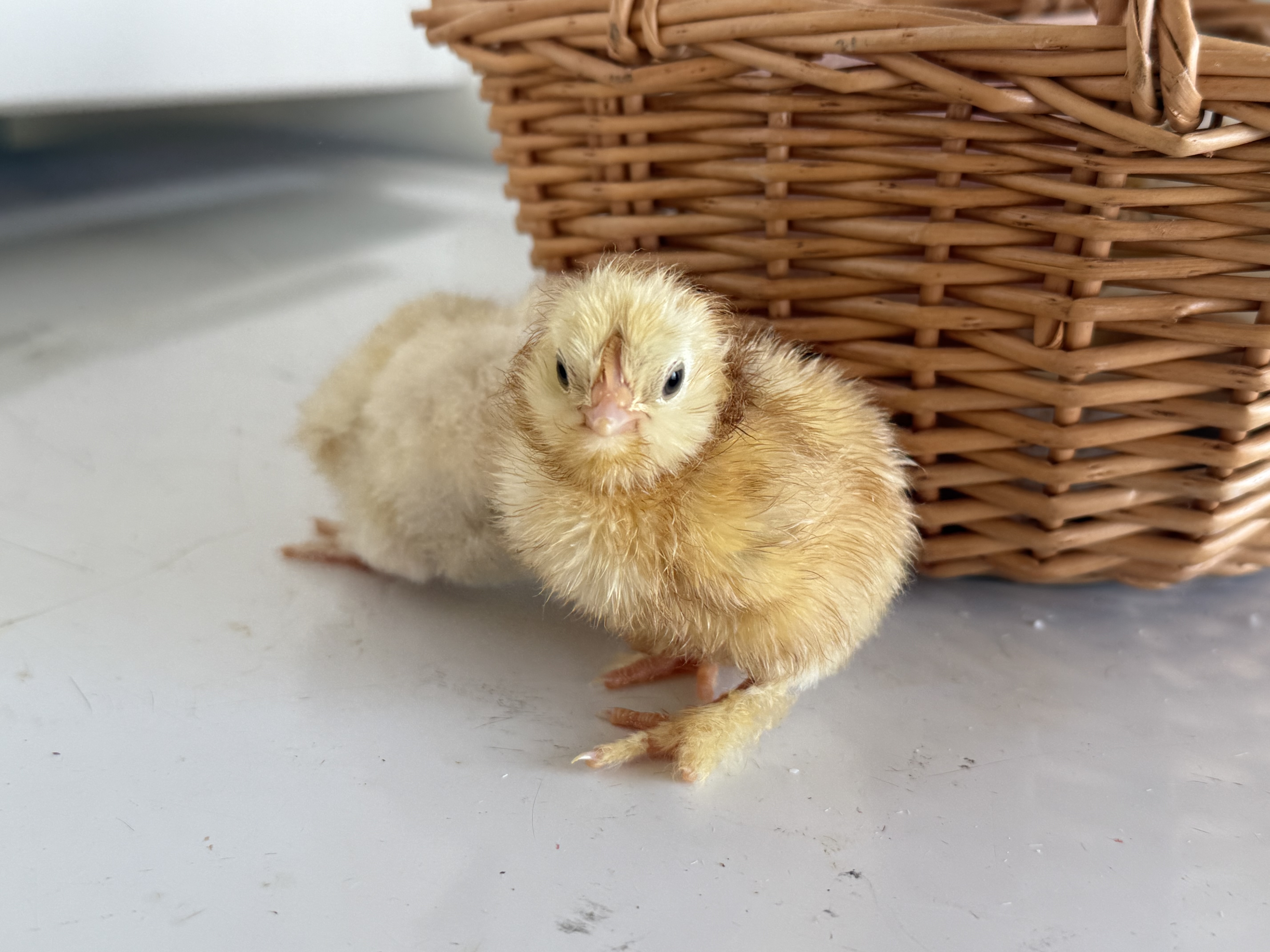 Salmon Faverolles Chicks | Half dozen straight run