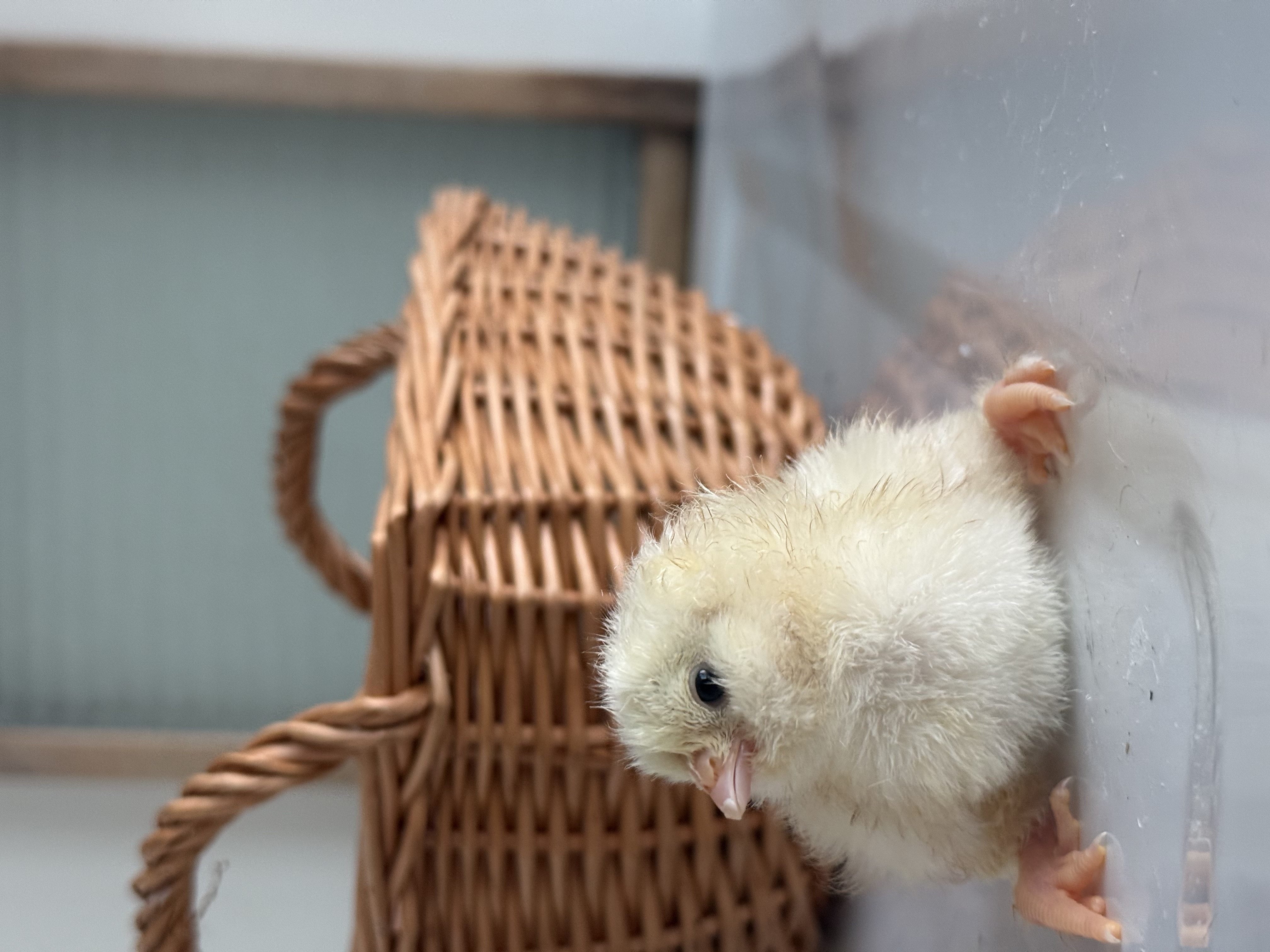 Salmon Faverolles Chicks | Half dozen straight run