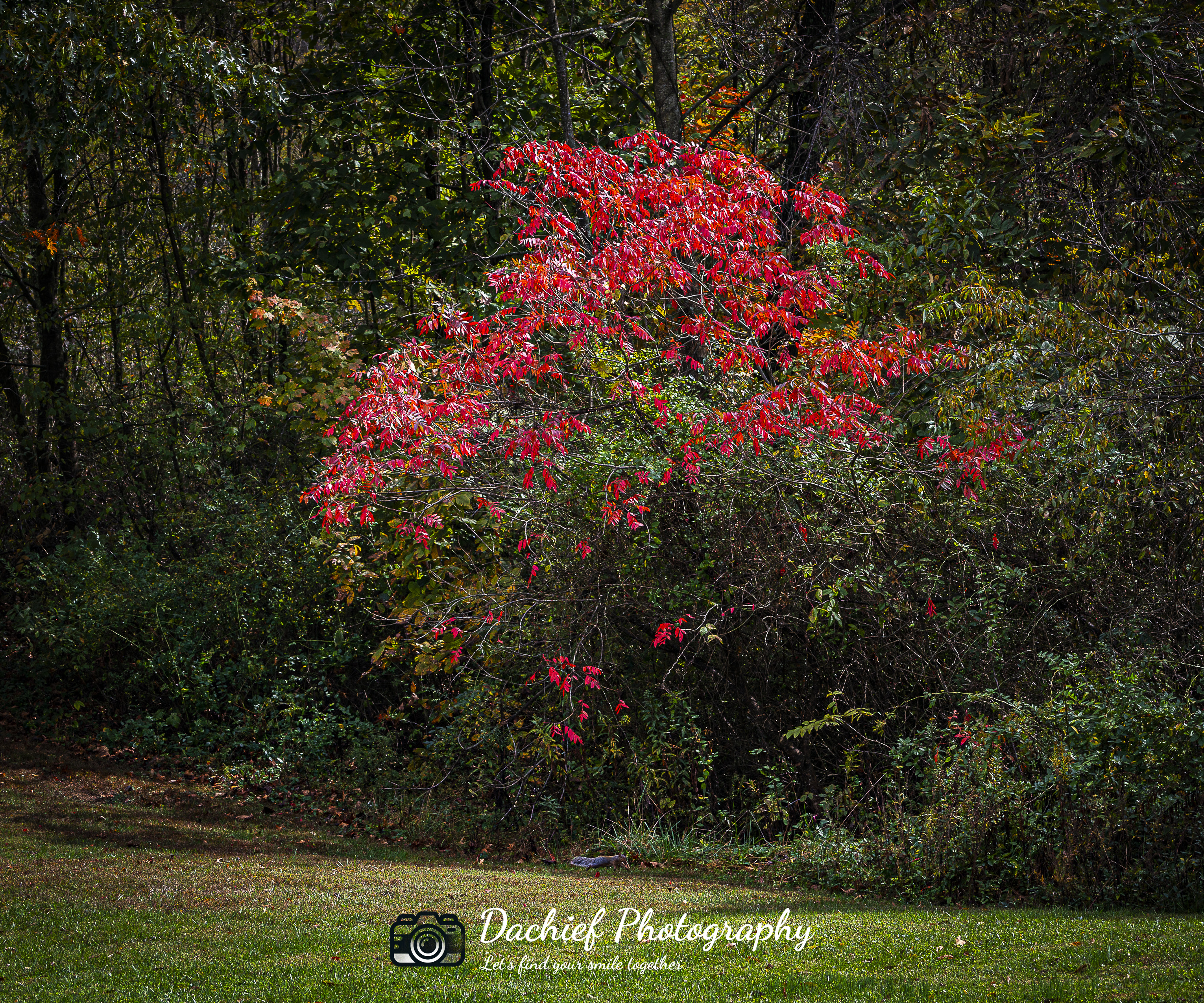 Autumn Foliage Wall Art