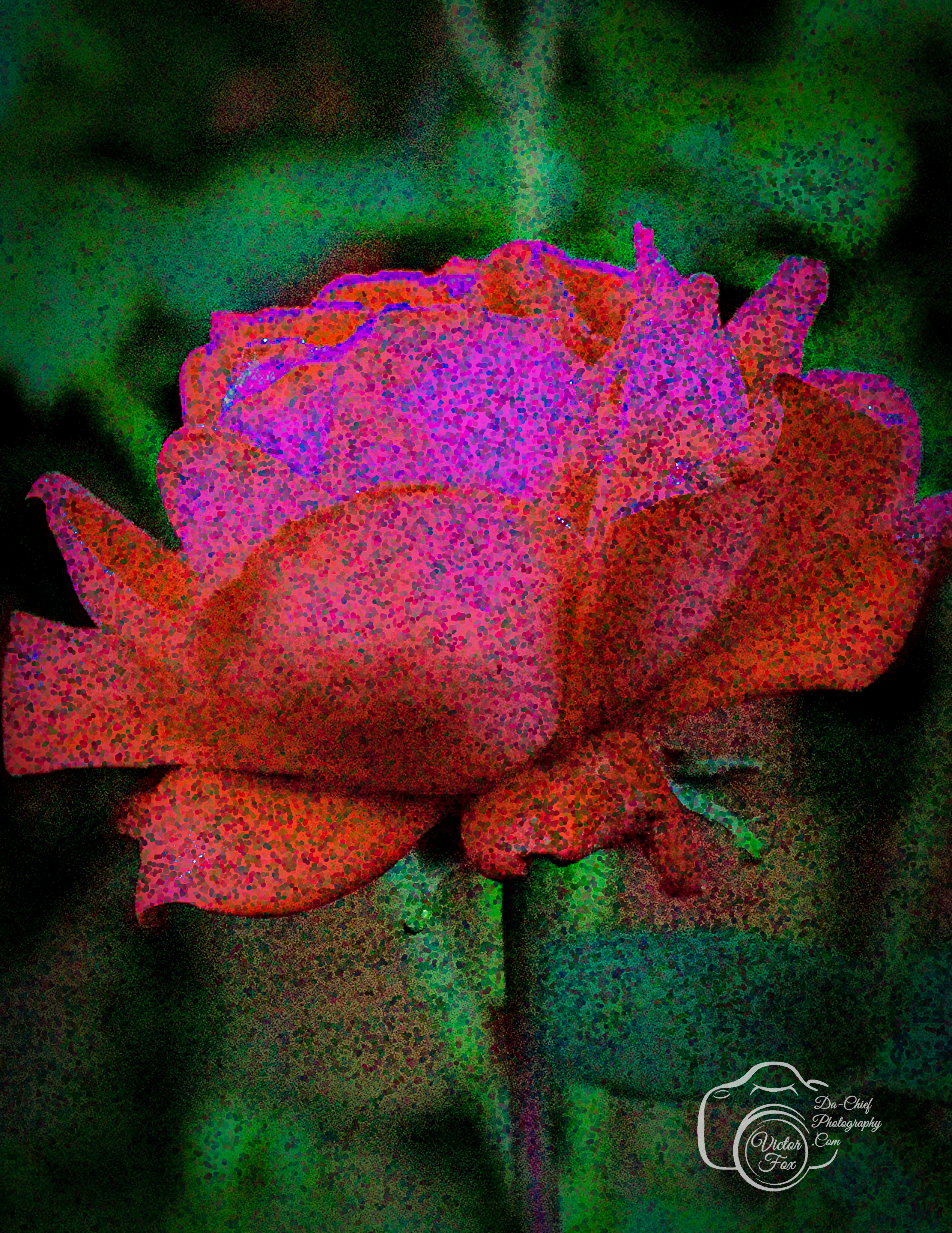 Colorful Rose Art