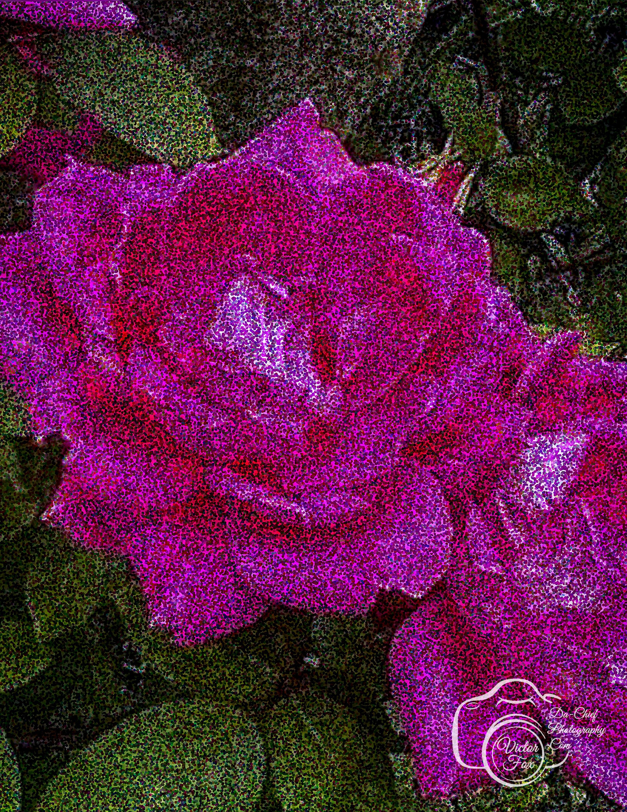 Pink Rose Photograph
