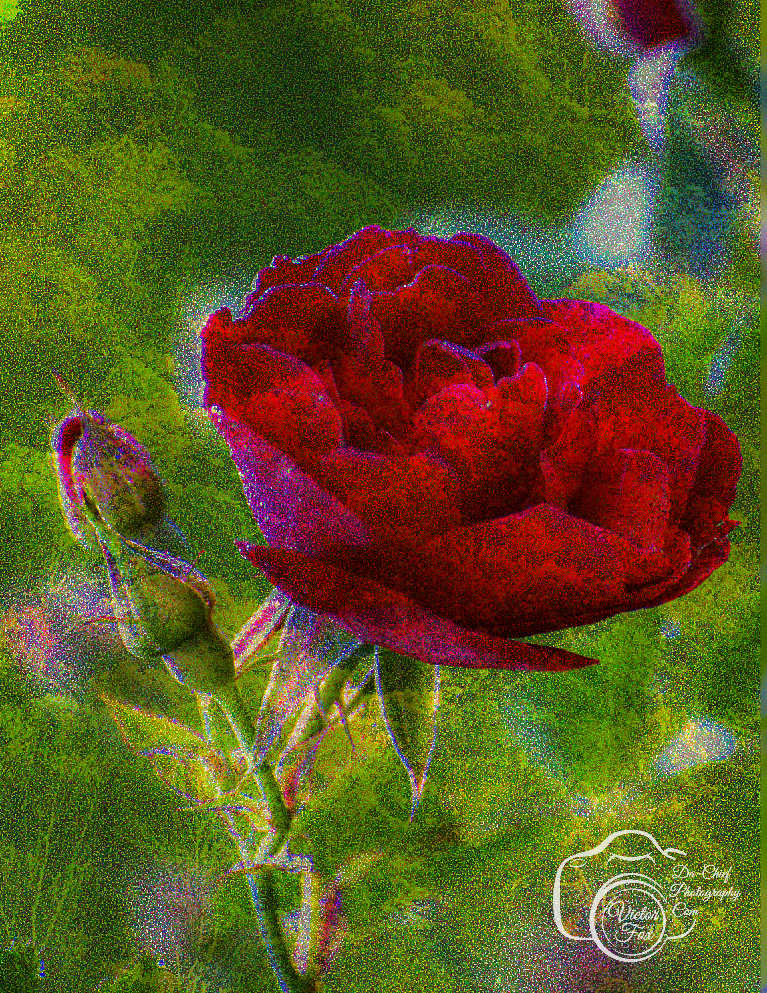 Beautiful Red Rose Photo