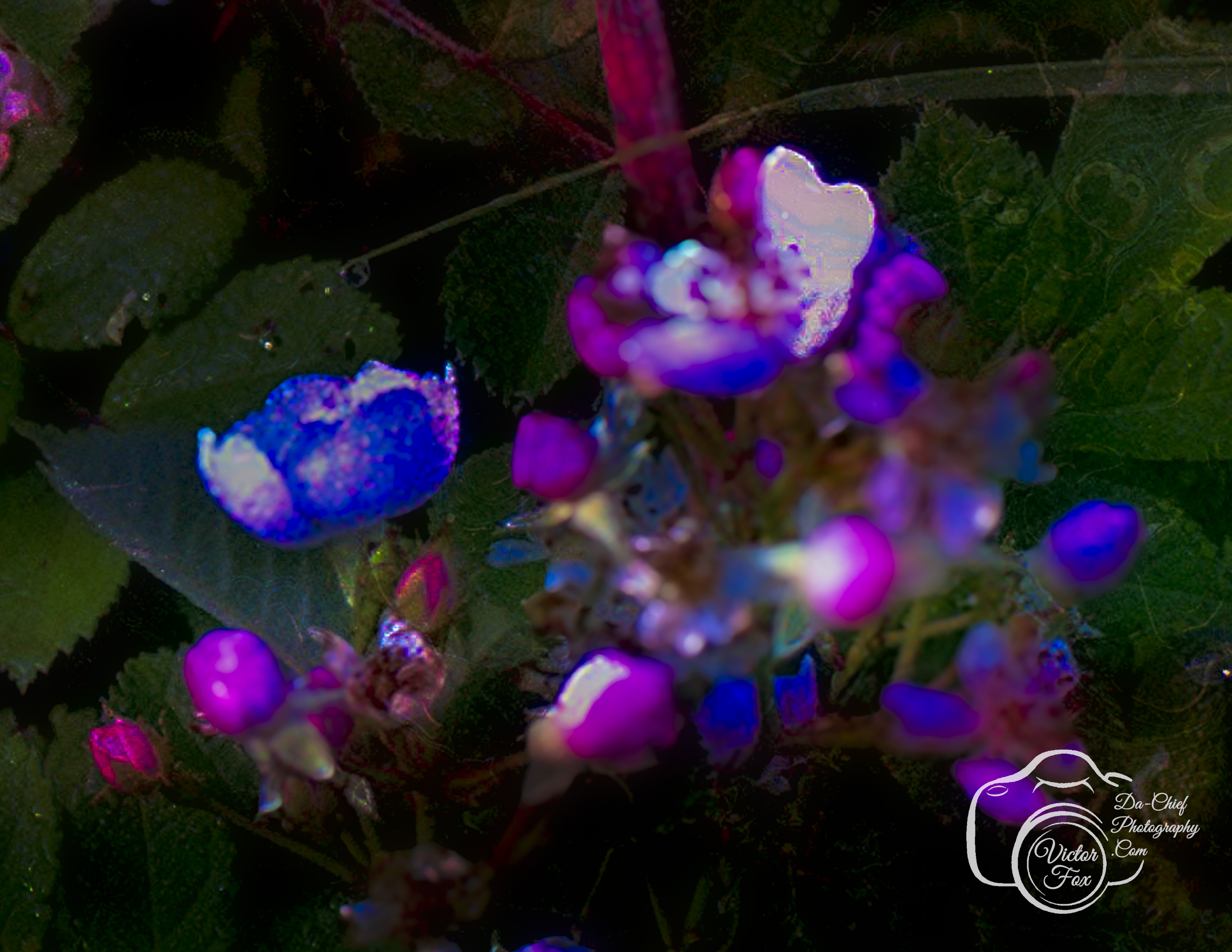 Colorful Blooming Flowers