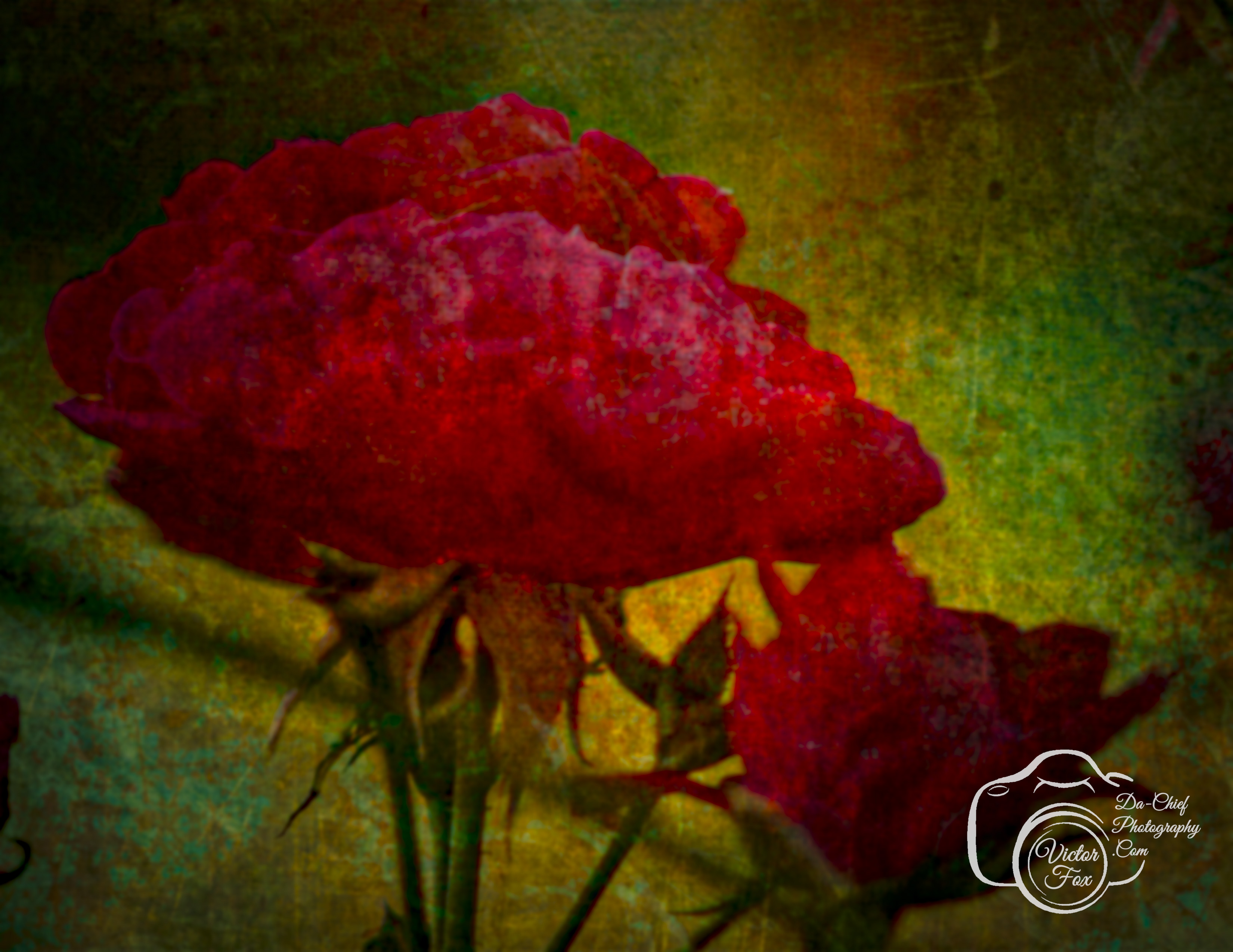 Artistic Rose Photograph