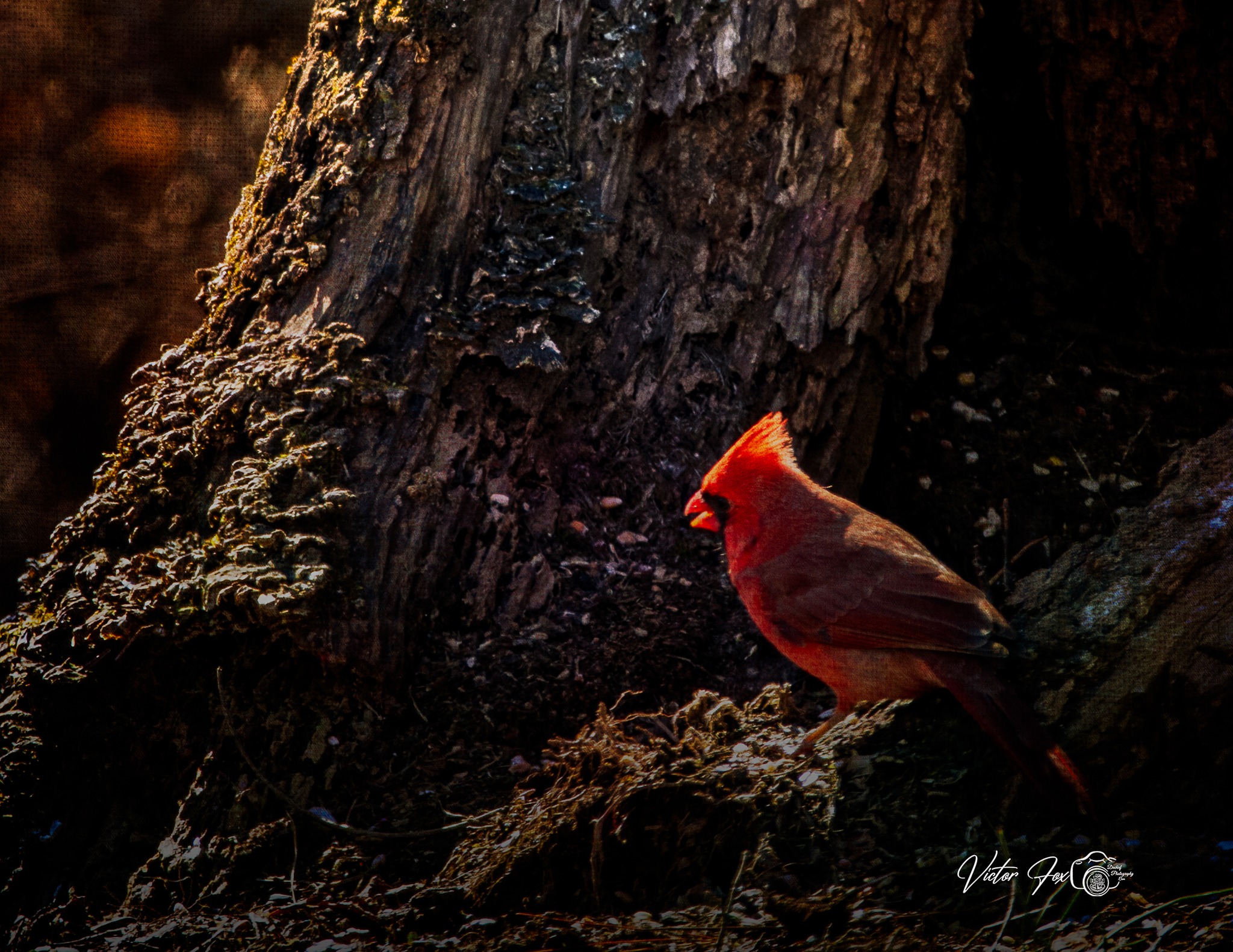 Cardinal Photograph