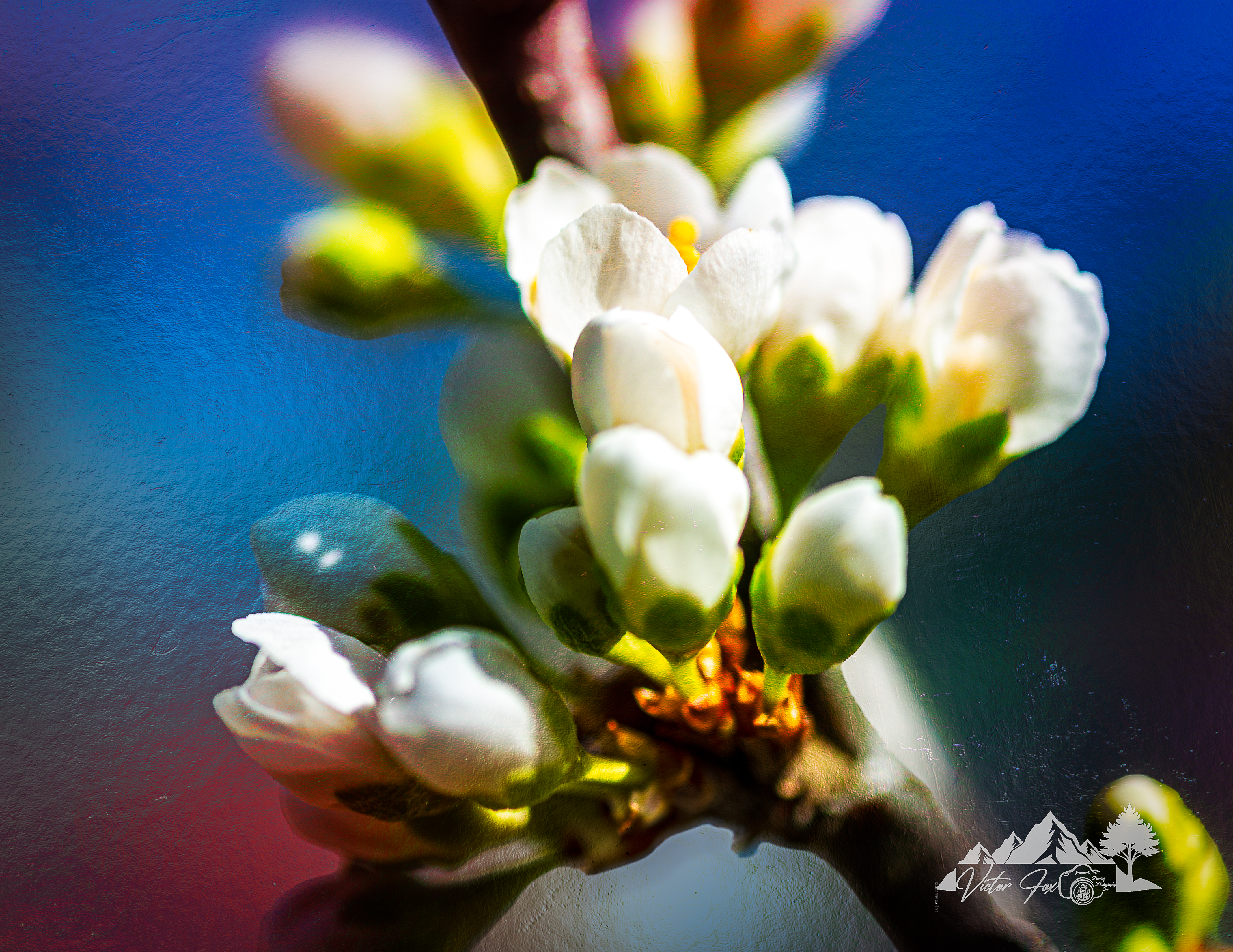 Apple Blossom Photograph