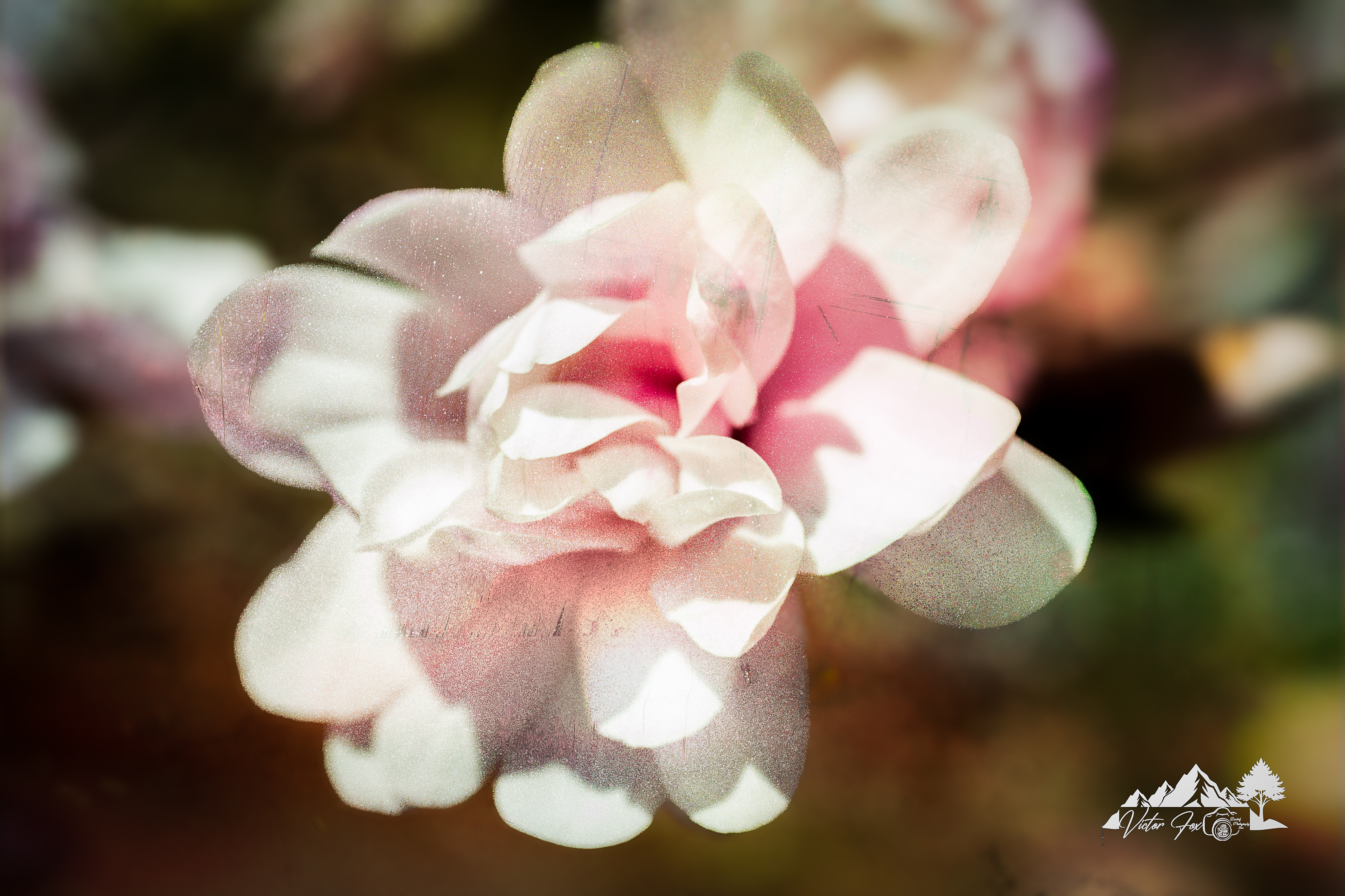 Pink Rose Photograph