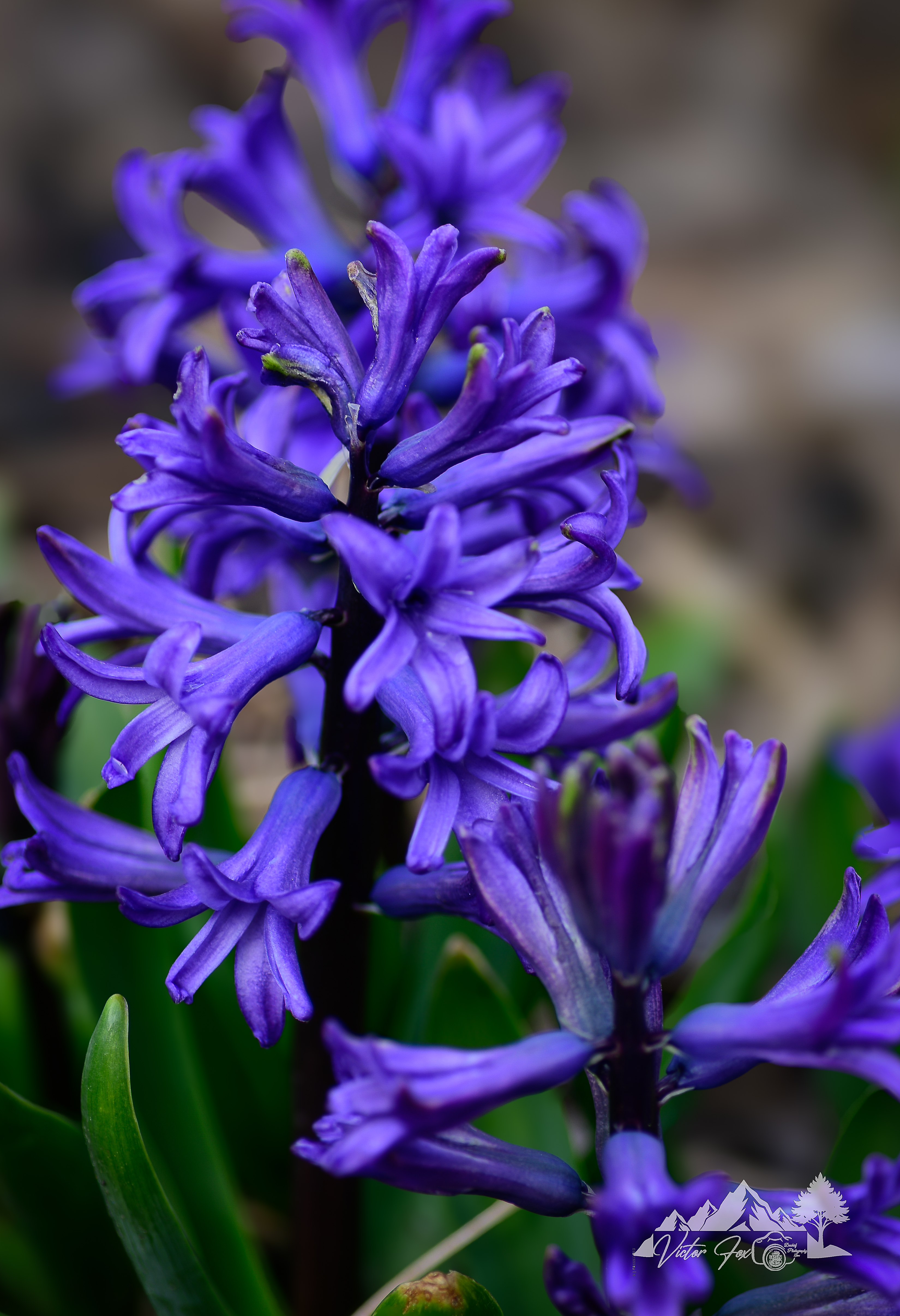 Purple Hyacinth Plant